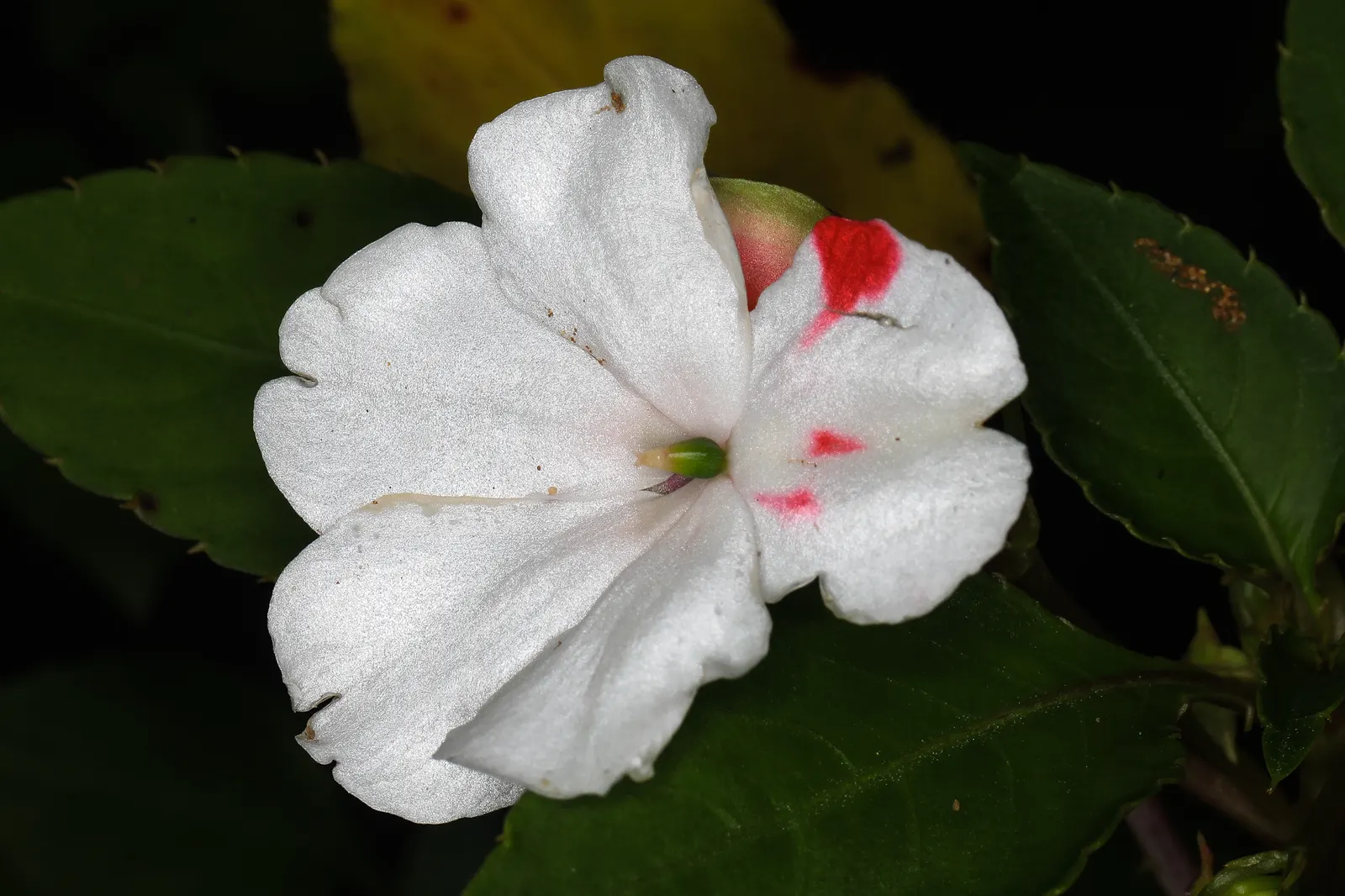 Poor Man's Rhododendron (Impatiens Sodenii) — often reaching a height of 3 to 5 feet with a spread of roughly 2 to 4 feet