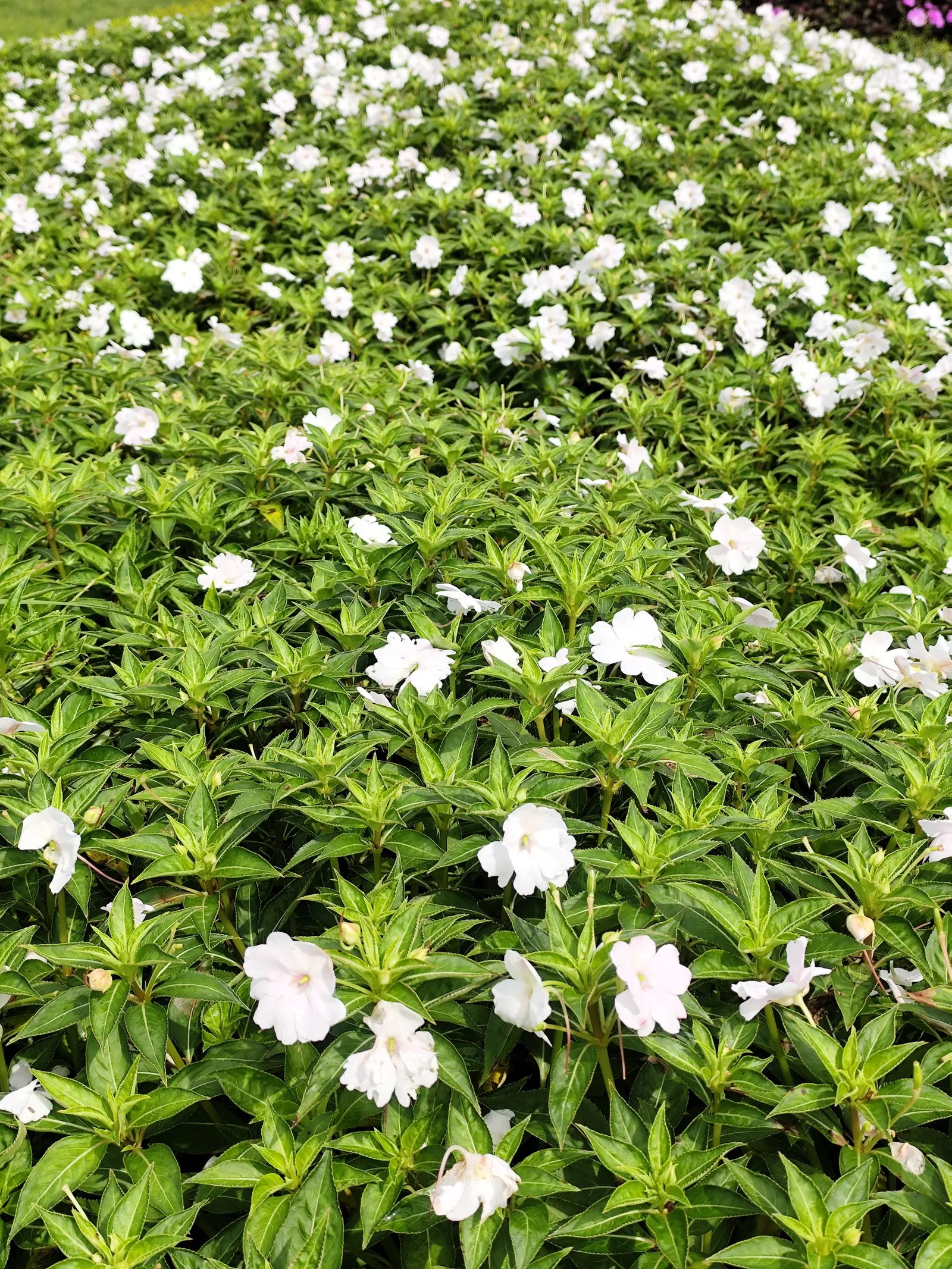 Poor Man's Rhododendron (Impatiens Sodenii) — scientifically known as Impatiens sodenii
