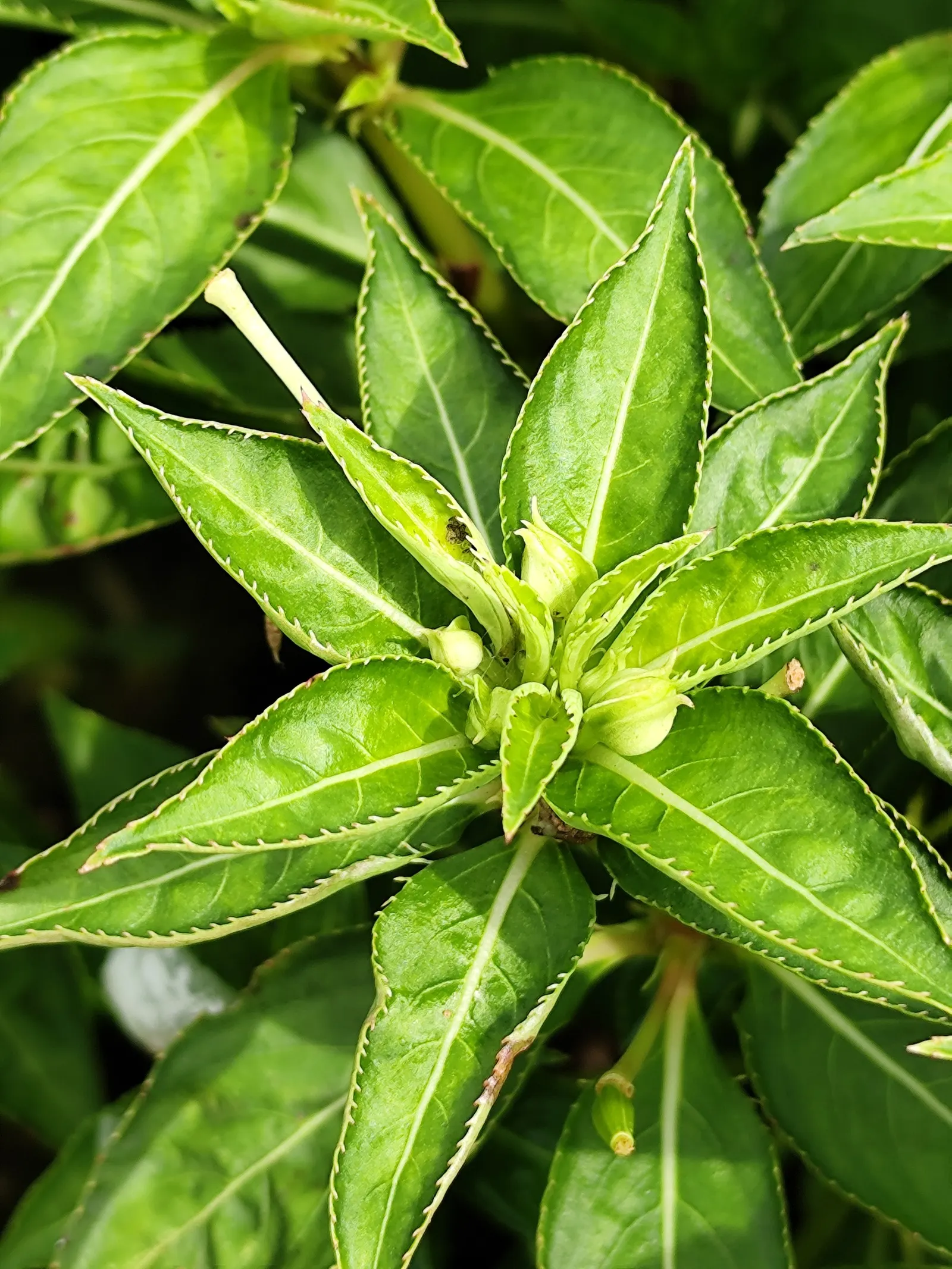 Poor Man's Rhododendron (Impatiens Sodenii) — Hardy to USDA zone 10, it offers a tropical aesthetic to any garden
