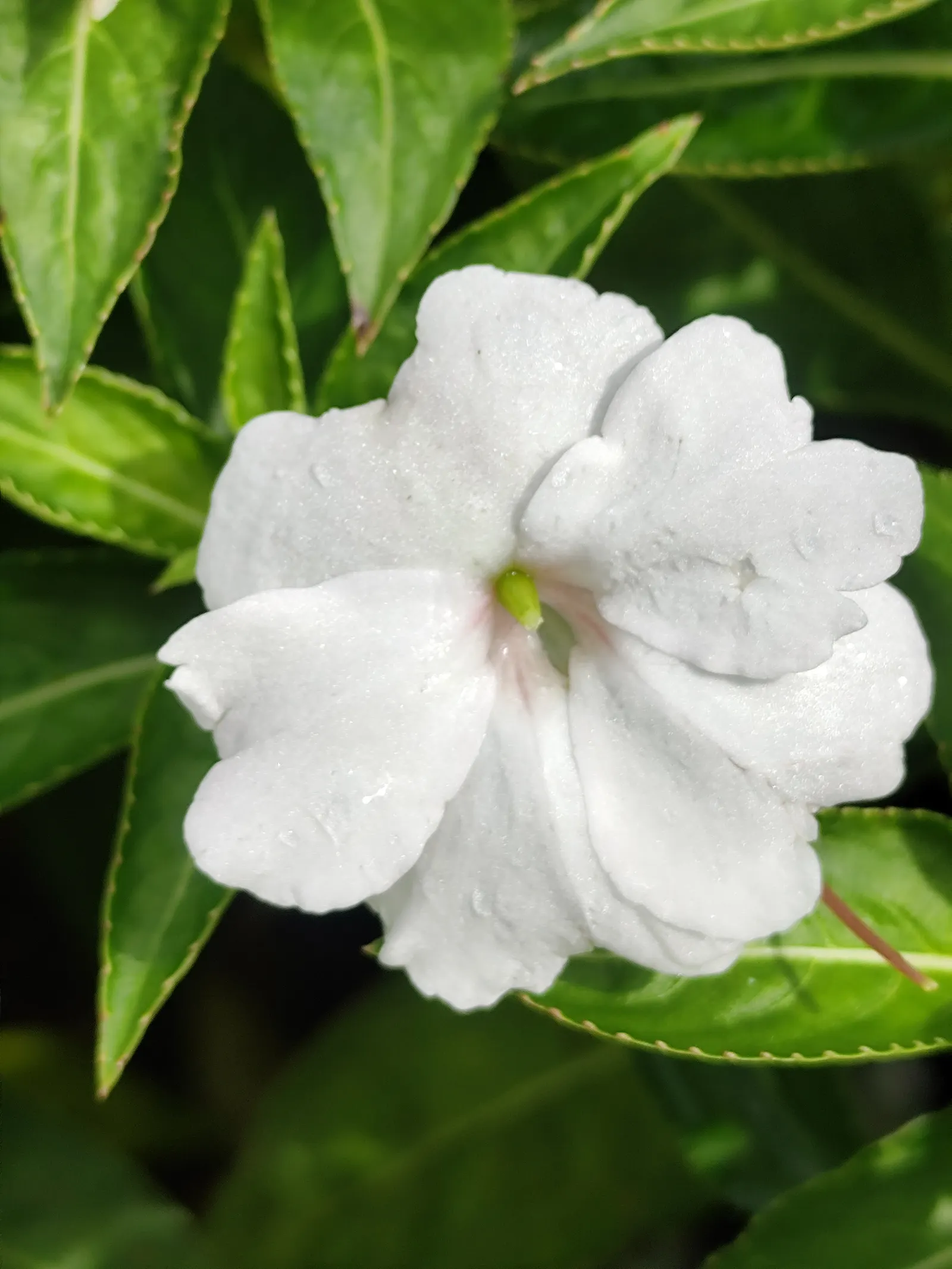 Poor Man's Rhododendron (Impatiens Sodenii) — Its succulent stems bear lush, glossy leaves up to 6 inches long