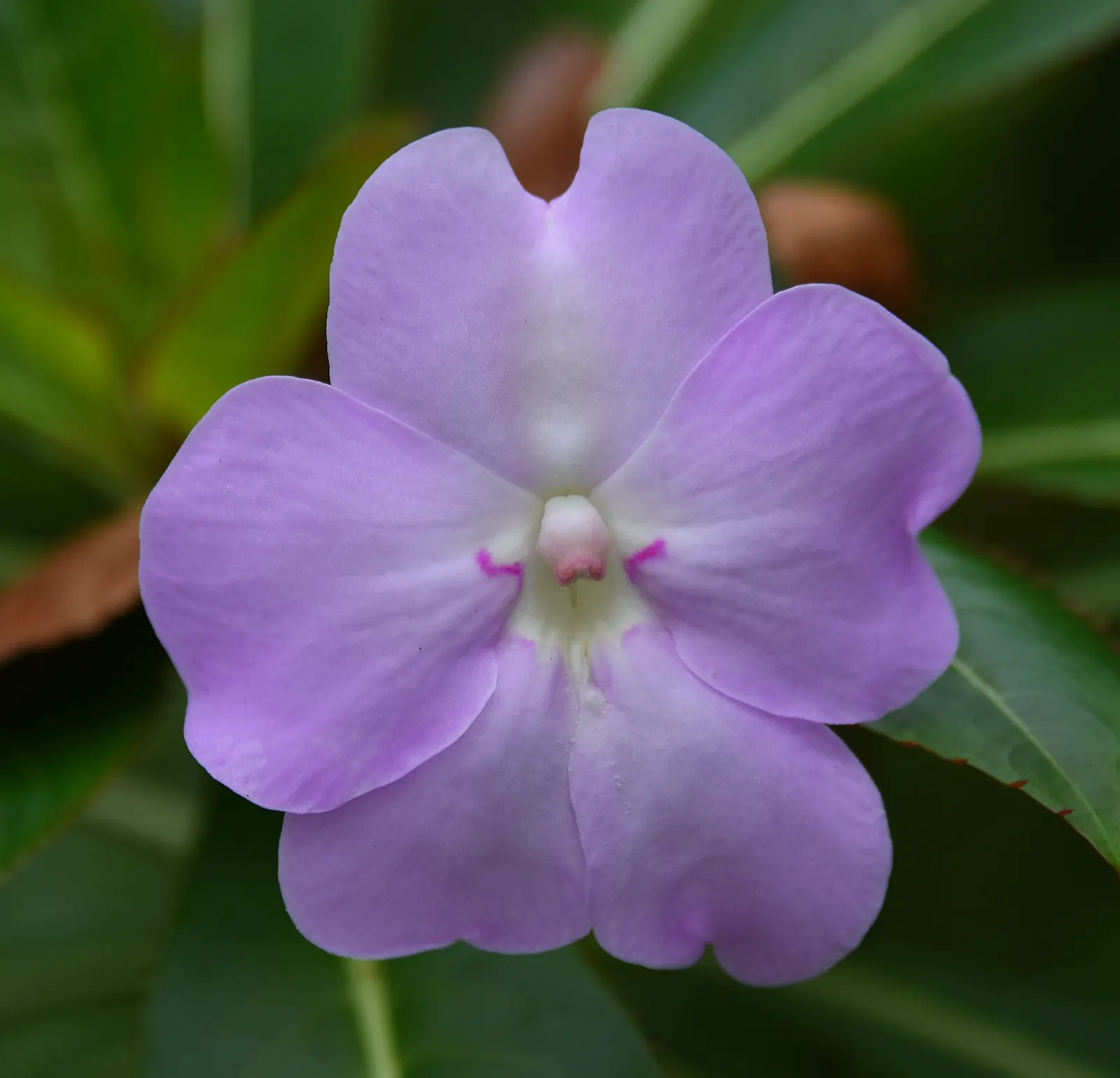 Poor Man's Rhododendron (Impatiens Sodenii) — pink and white flowers in the garden