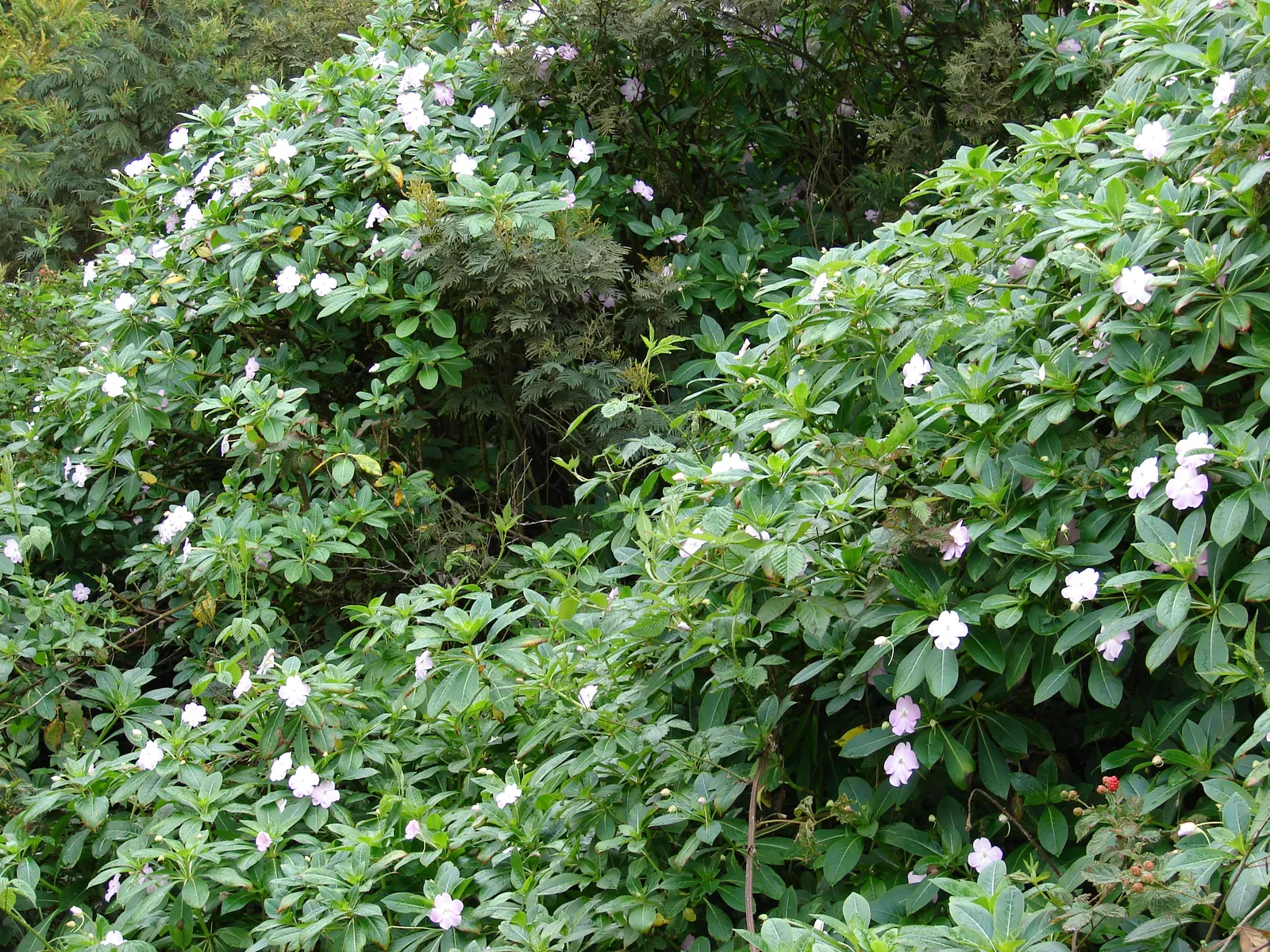 Poor Man's Rhododendron (Impatiens Sodenii) — To encourage denser foliage and repeat blooming