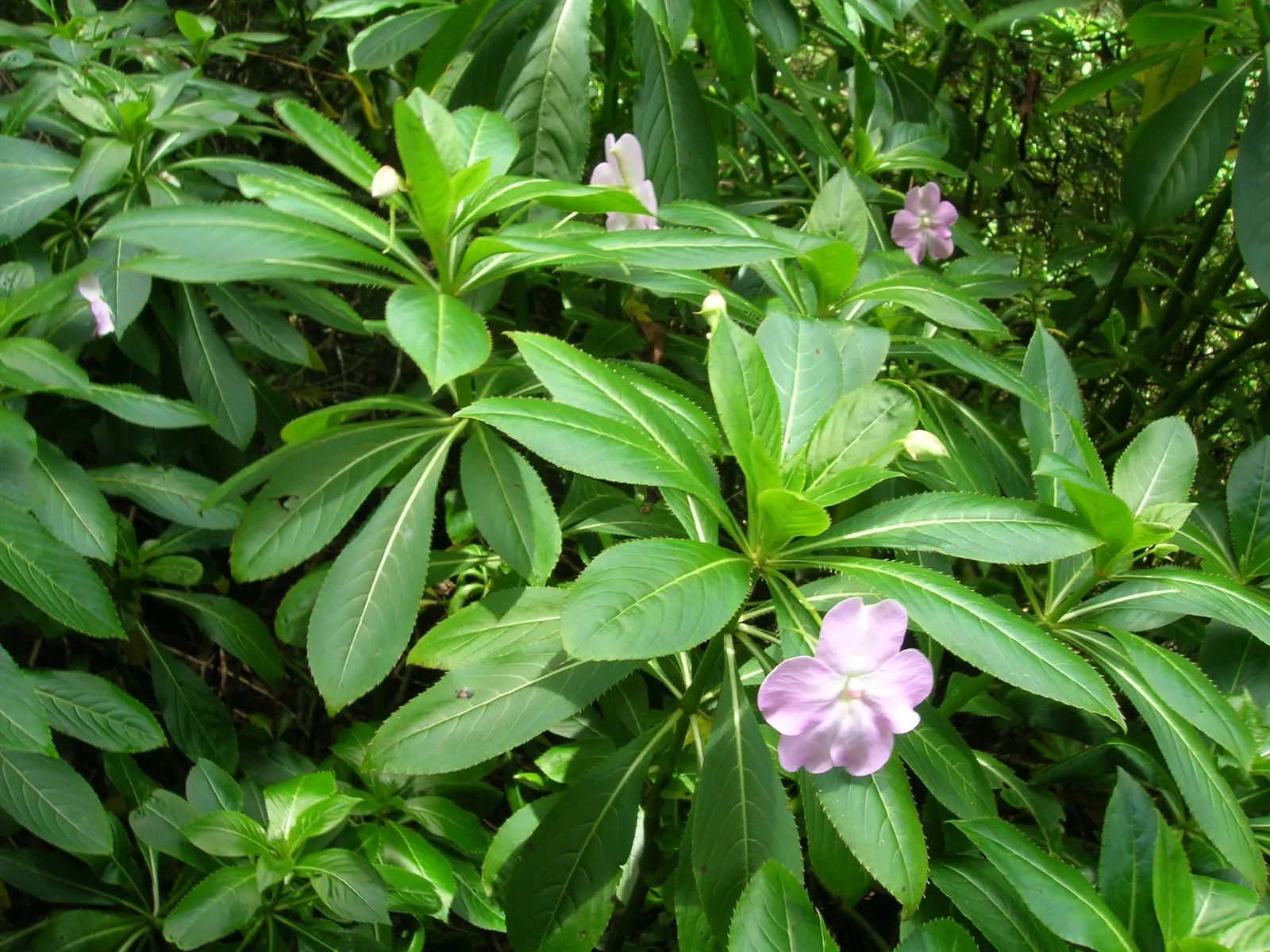 Poor Man's Rhododendron (Impatiens Sodenii) — Throughout the year, especially in warmer months, it showcases large, lilac-pink flowers with a 2-inch spread