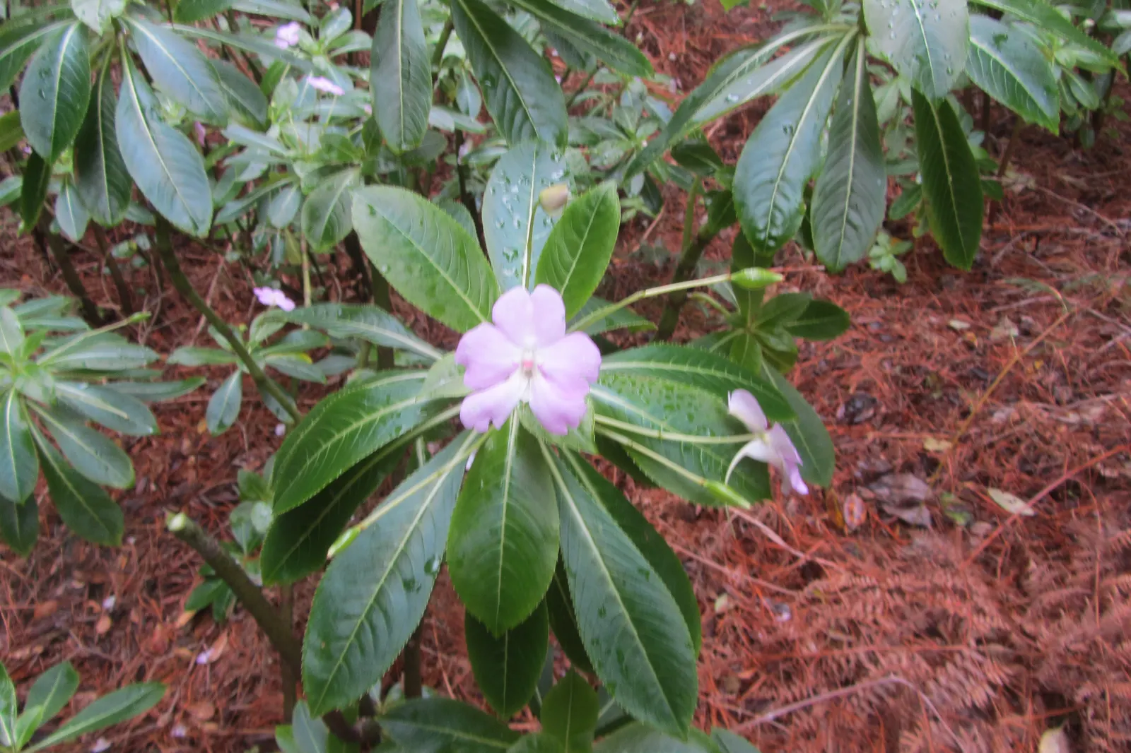 Poor Man's Rhododendron (Impatiens Sodenii) — These blossoms resemble those of a true rhododendron, hence the common name