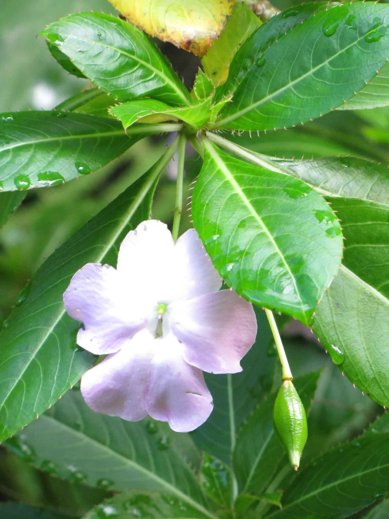 Poor Man's Rhododendron (Impatiens Sodenii) — making it a versatile option for garden spots that receive limited sunlight