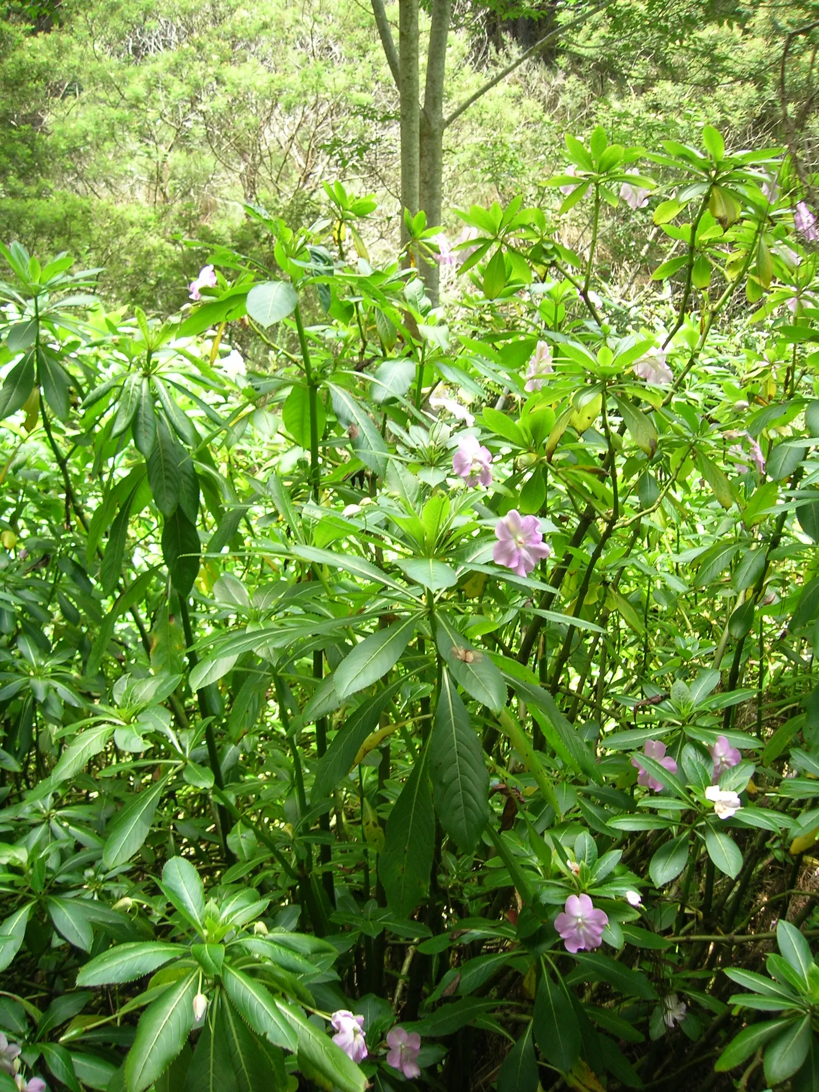 Poor Man's Rhododendron (Impatiens Sodenii) — It prefers well-drained soil with consistent moisture and benefits from regular watering