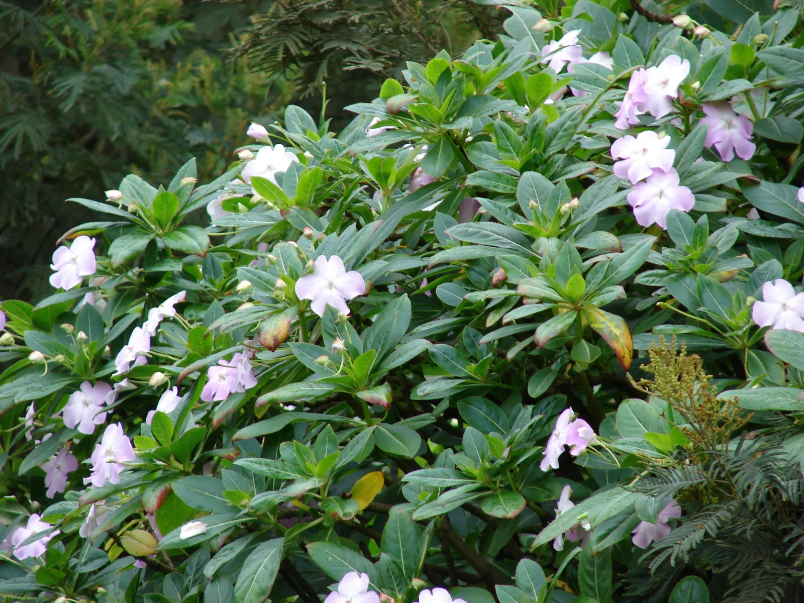 Poor Man's Rhododendron (Impatiens Sodenii) — Impatiens sodenii thrives in partial to full shade