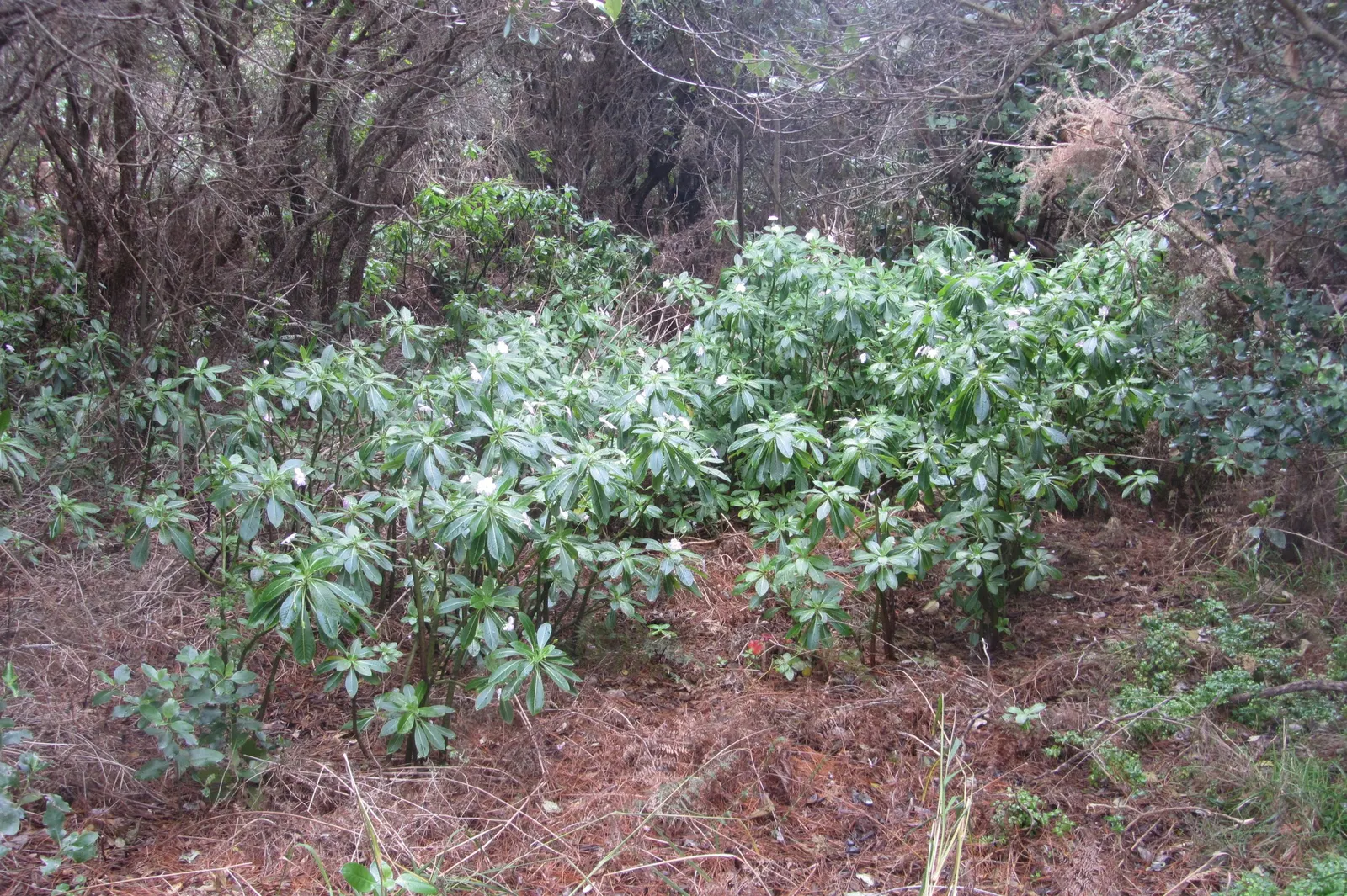 Poor Man's Rhododendron (Impatiens Sodenii) — Their soft pink to lavender petals present a satiny sheen and are complemented by a pronounced