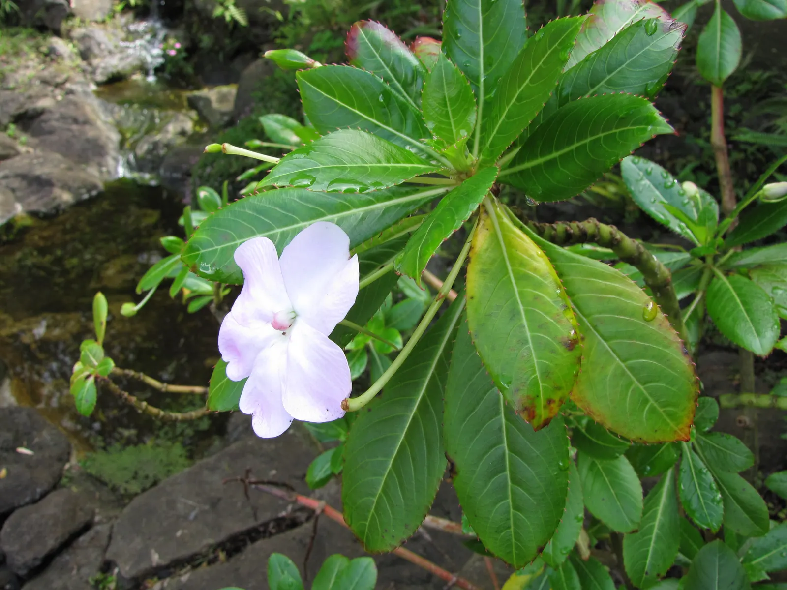 Poor Man's Rhododendron (Impatiens Sodenii) — especially in warmer climates