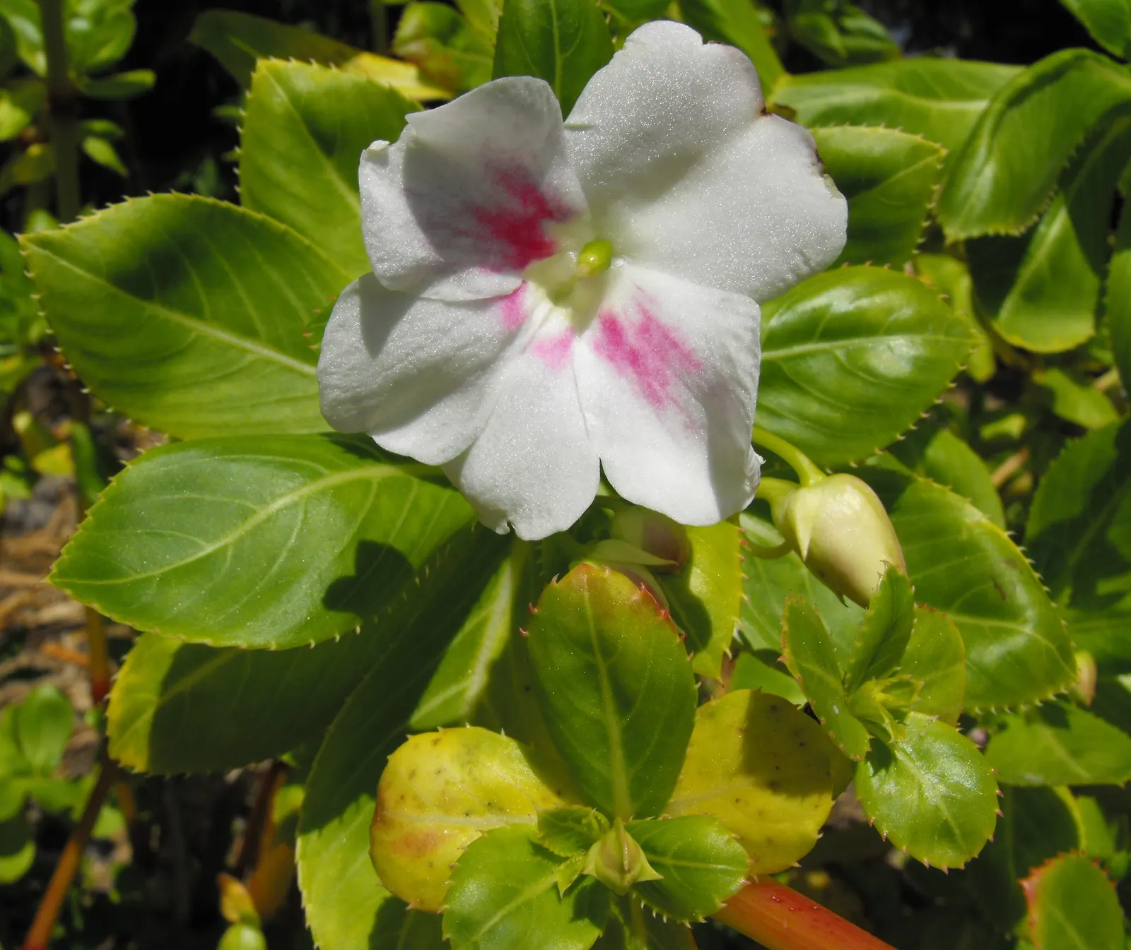 Poor Man's Rhododendron (Impatiens Sodenii) — are a deep green with a slightly serrated edge