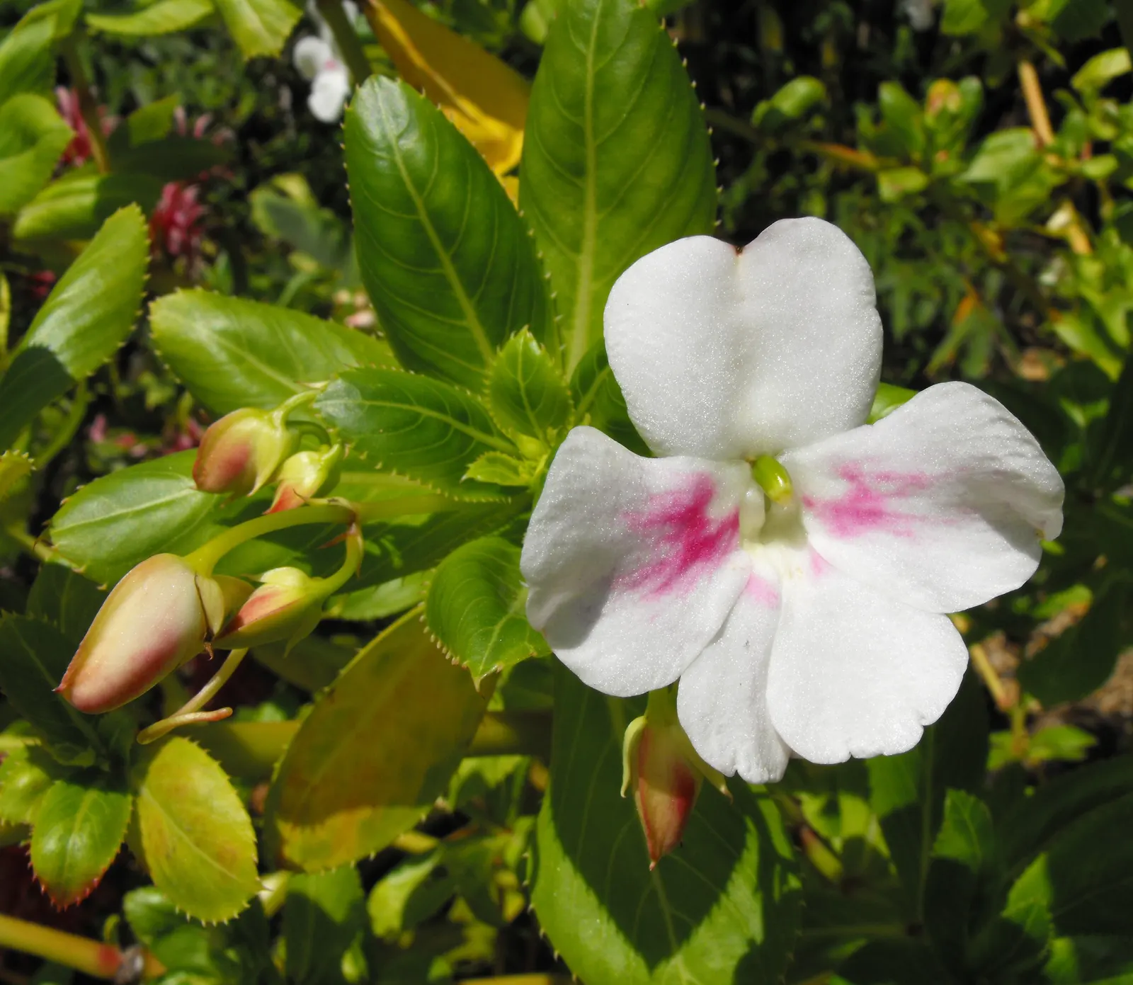 Poor Man's Rhododendron (Impatiens Sodenii) — Impatiens sodenii, commonly known as Poor Man's Rhododendron, is a perennial shrub reaching 3-5 feet tall
