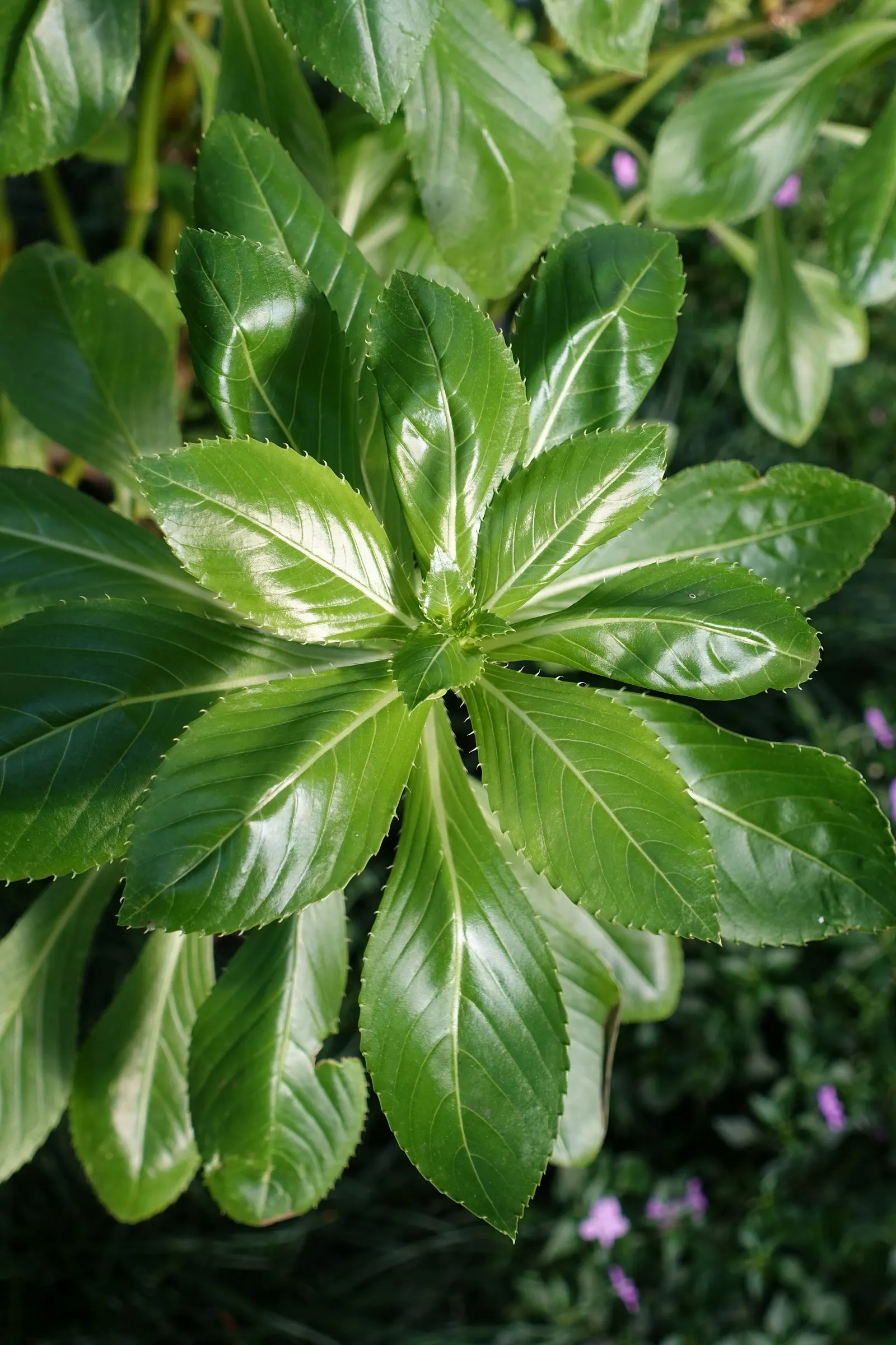 Poor Man's Rhododendron (Impatiens Sodenii) — Ideal for partial shade, it thrives in well-drained soil and requires moderate watering