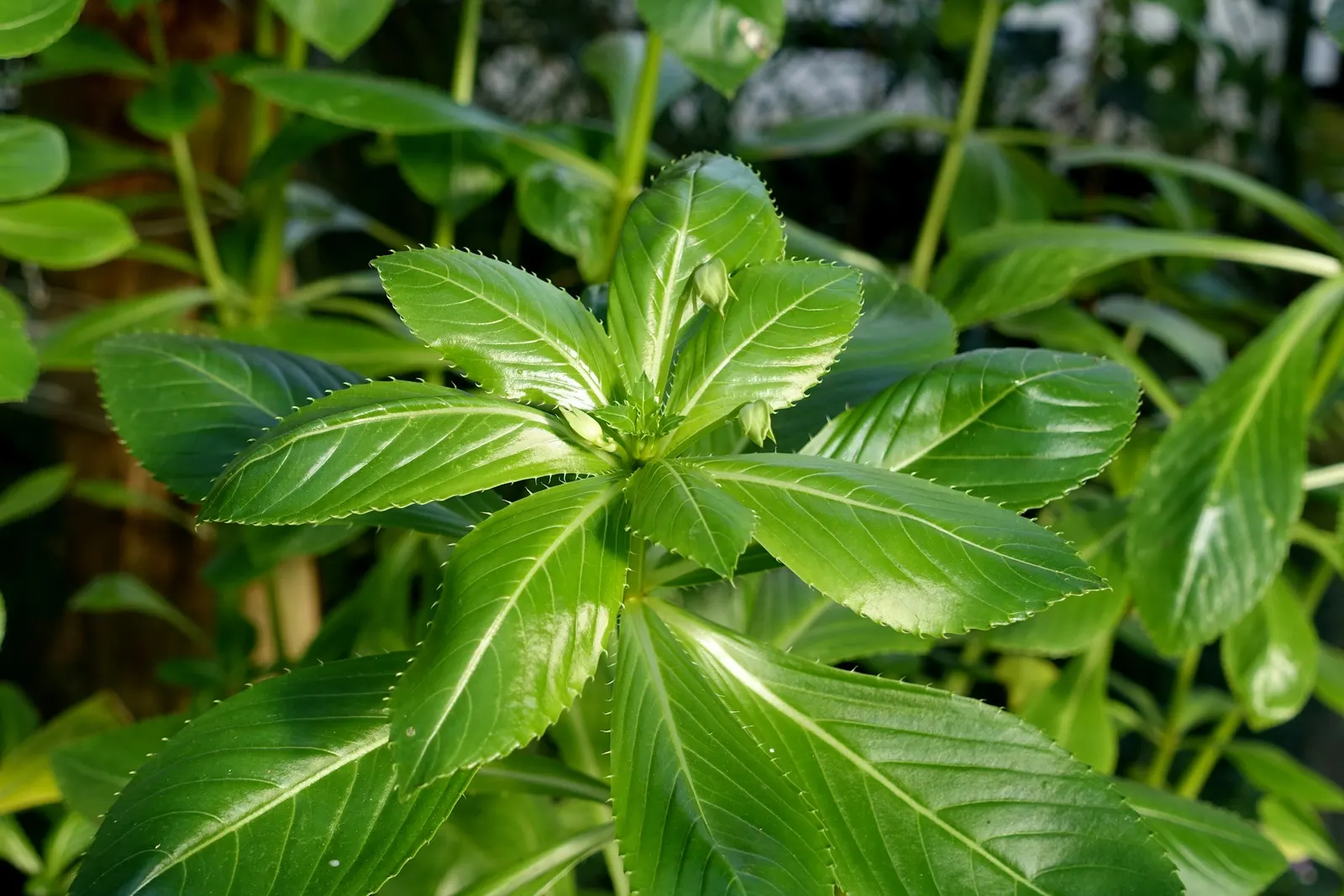 Poor Man's Rhododendron (Impatiens Sodenii) — This robust perennial is noteworthy for its ease of care and rapid growth