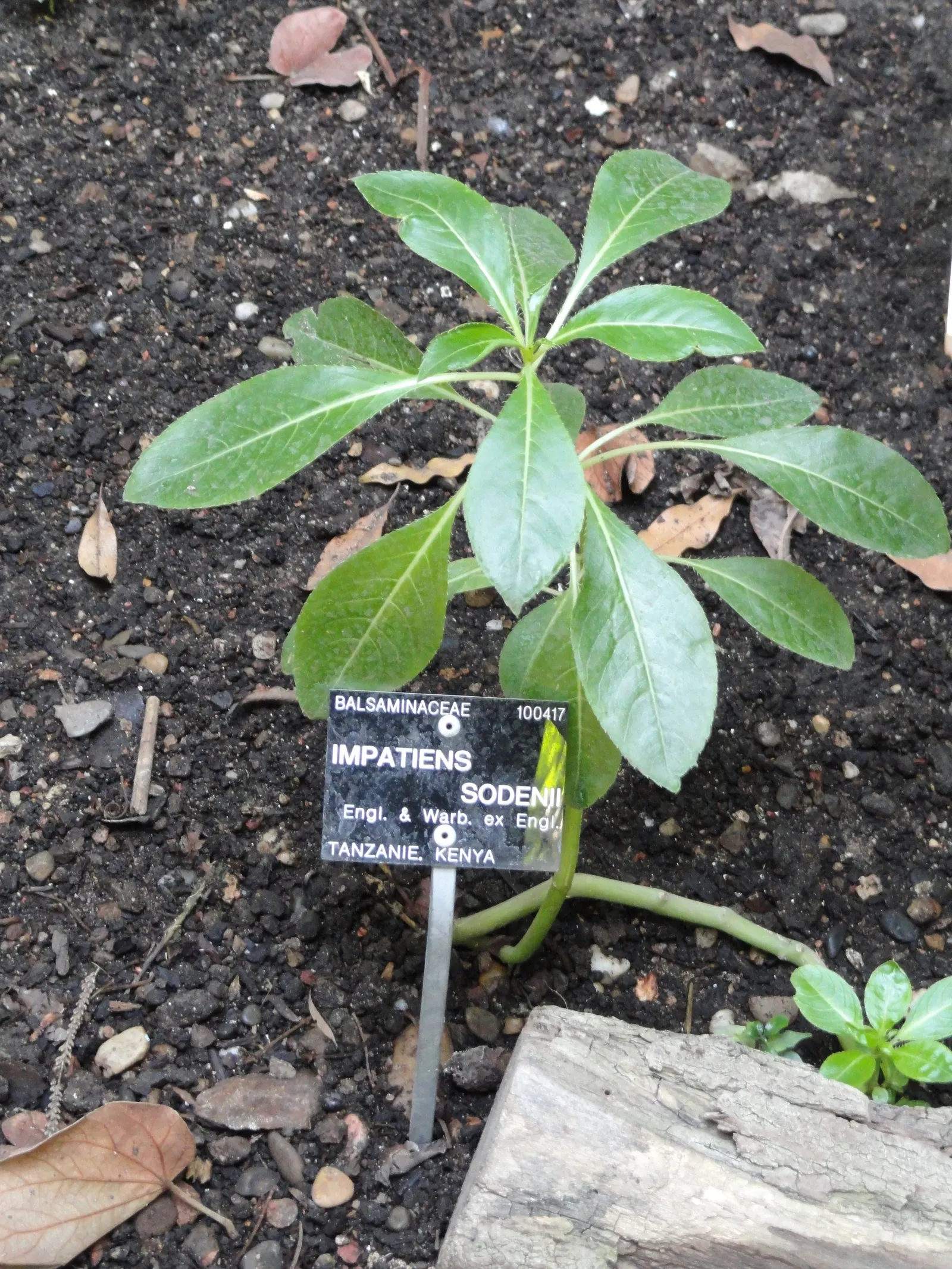 Poor Man's Rhododendron (Impatiens Sodenii) — growing up to 8 inches long