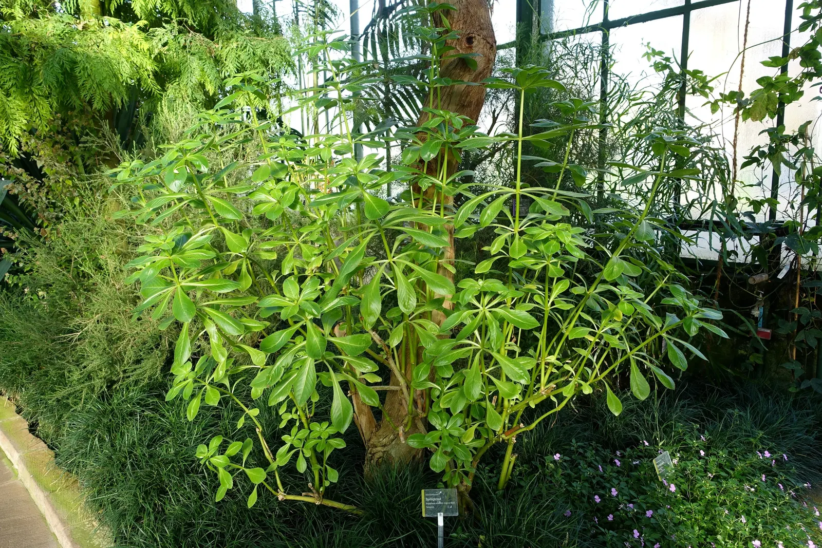 Poor Man's Rhododendron (Impatiens Sodenii) — is an eye-catching and lush flowering plant ideal for adding a tropical flair to a client's garden