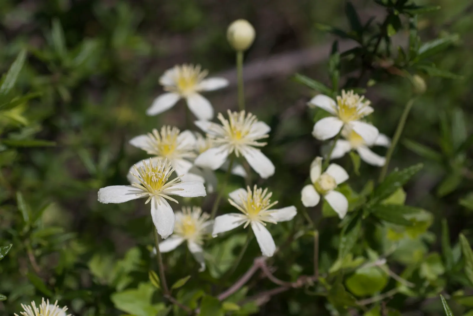 Pipestem Clematis (Clematis Lasiantha) — scientifically named Clematis lasiantha