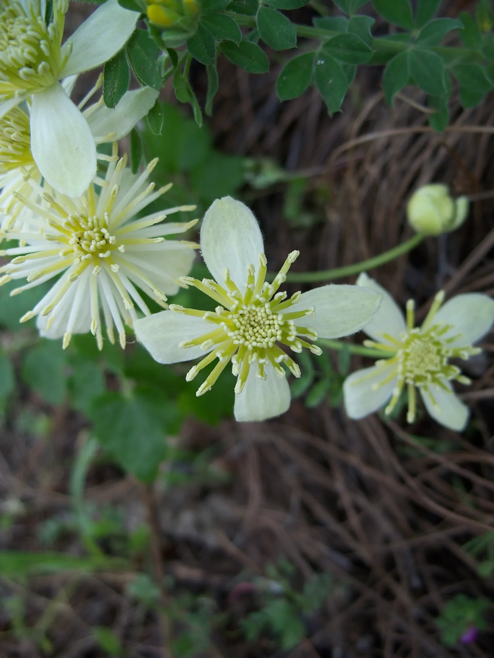 Pipestem Clematis (Clematis Lasiantha) — is a captivating addition to any landscape