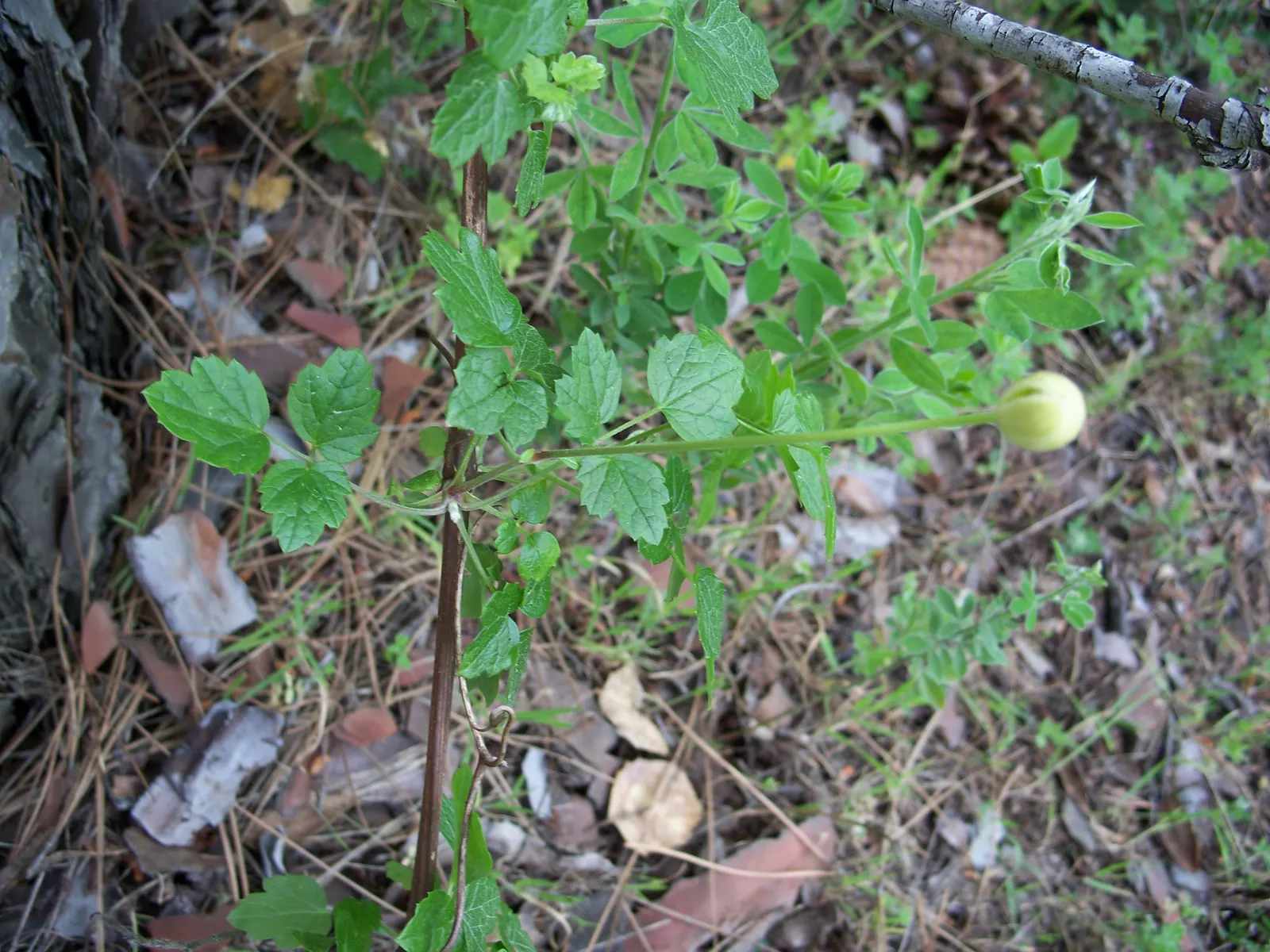 Pipestem Clematis (Clematis Lasiantha) — Native to the coastal and inland hills of California
