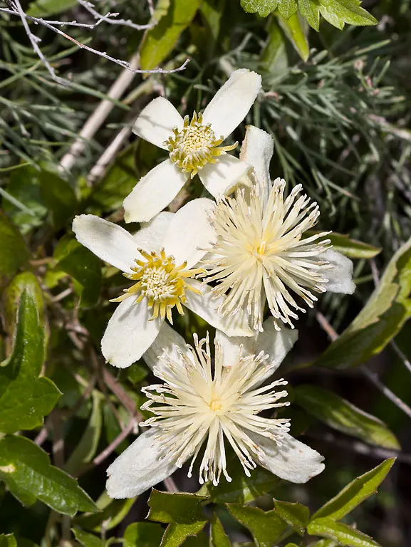 Pipestem Clematis (Clematis Lasiantha) — offering a unique textural presence with its twining vines and nodding floral arrangement