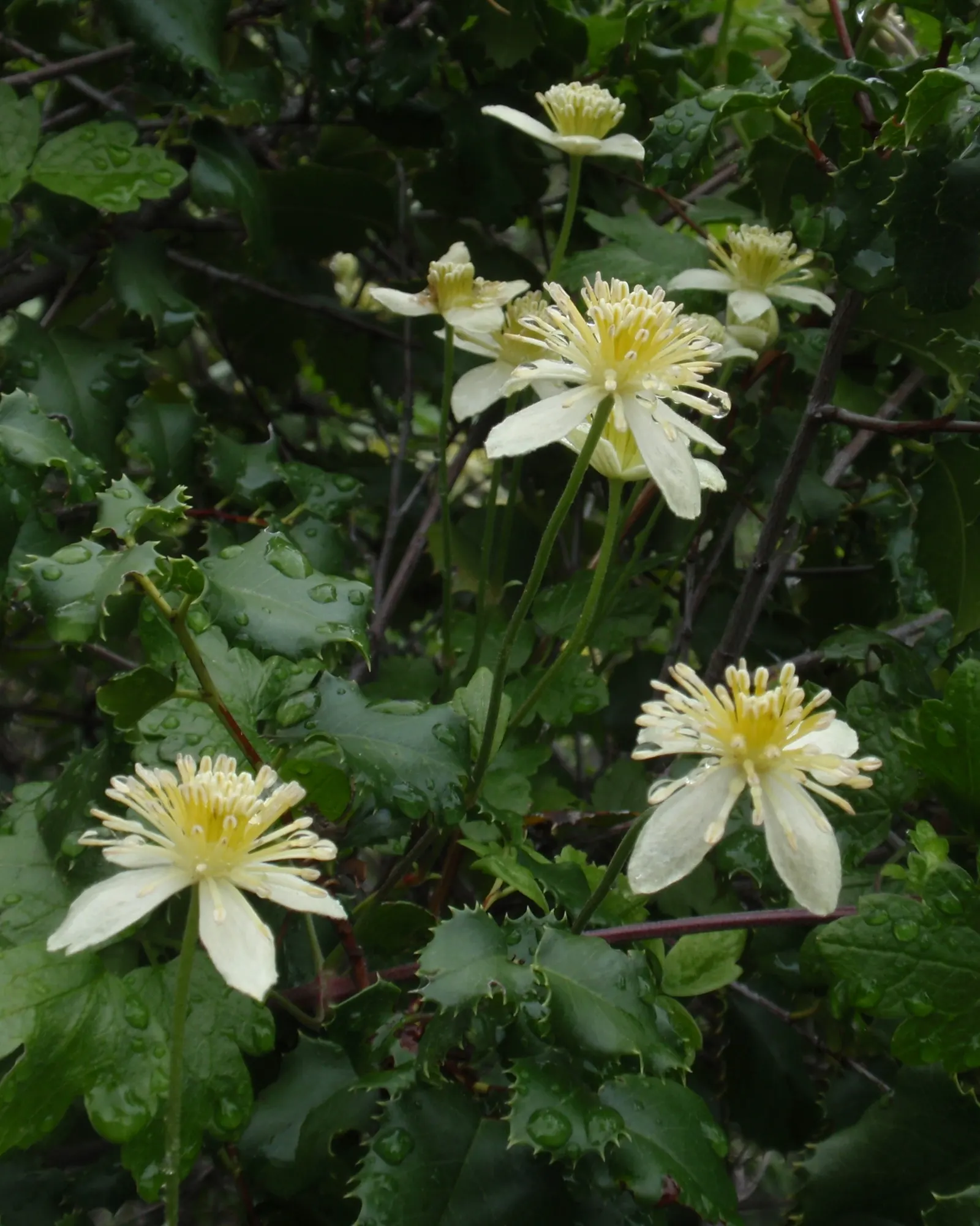 Pipestem Clematis (Clematis Lasiantha) — bell-shaped flowers spanning 1-2 inches across in spring