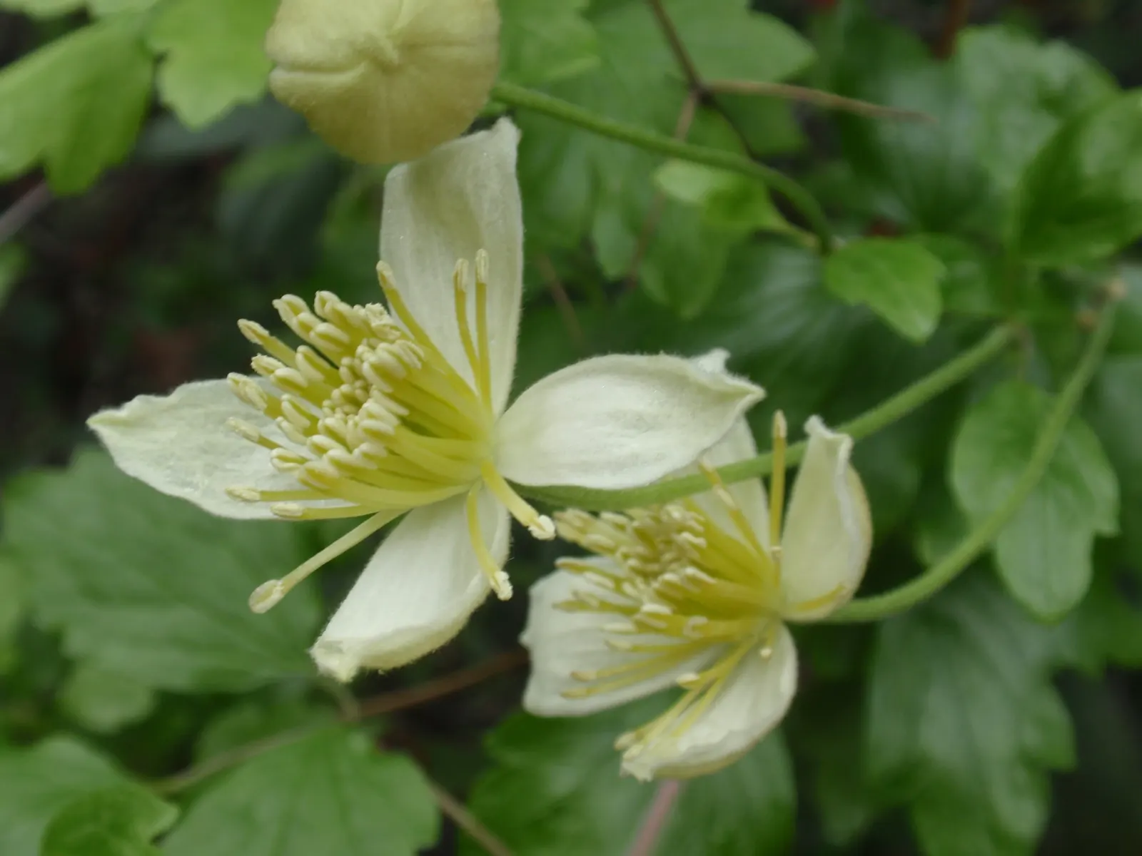 Pipestem Clematis (Clematis Lasiantha) — This drought-tolerant perennial thrives in well-drained soil with full sun to partial shade