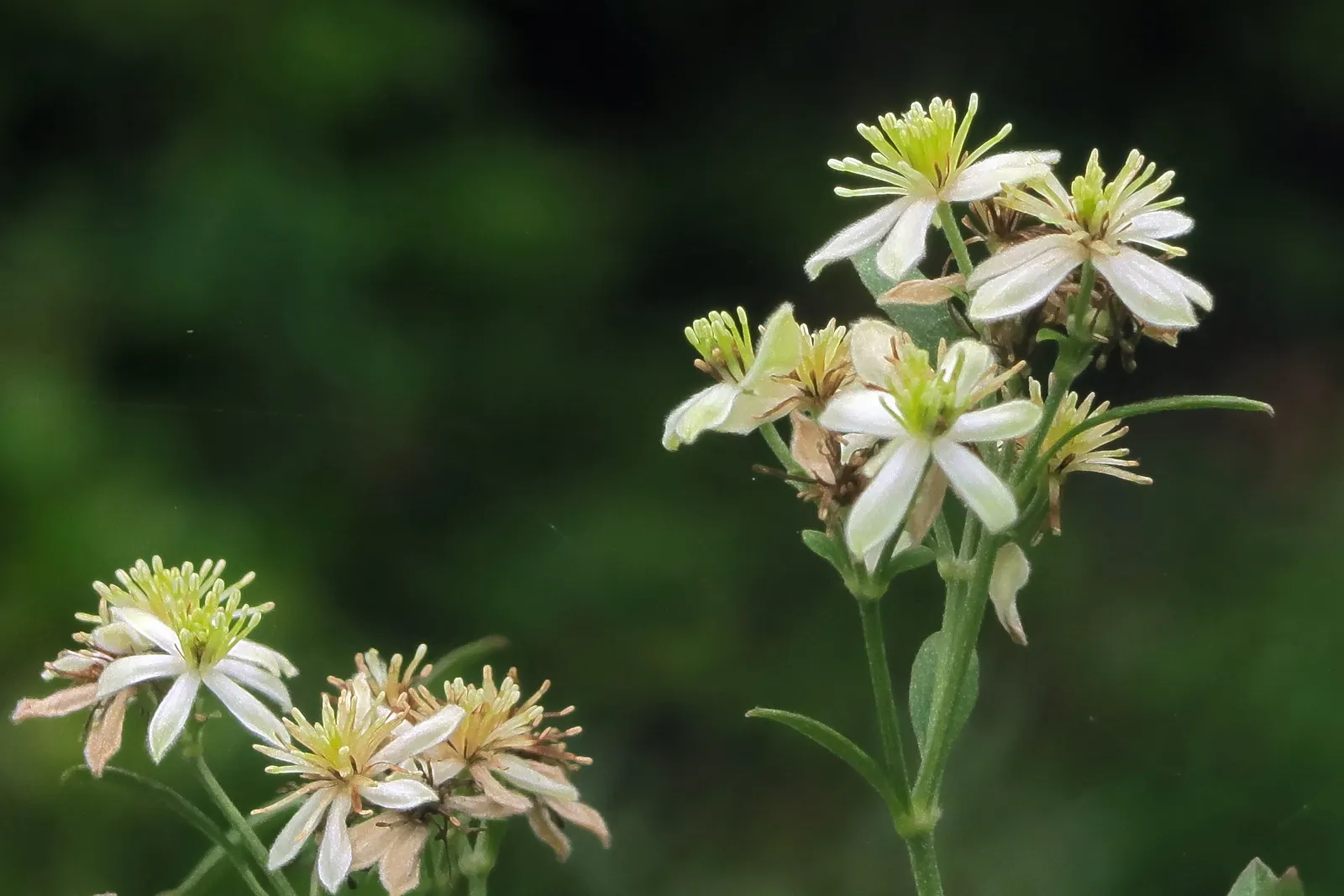 Pipestem Clematis (Clematis Lasiantha) — showcasing its ornate beauty amidst a variety of garden contexts