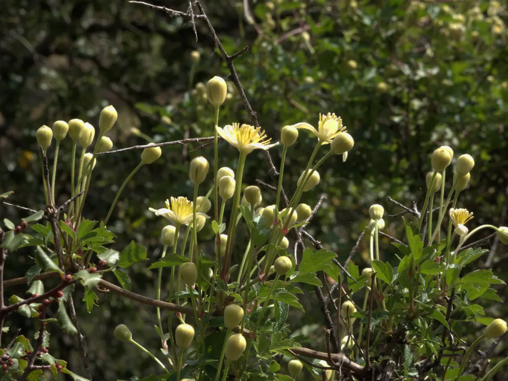 Pipestem Clematis (Clematis Lasiantha) — Its light requirements and stature add vertical interest in gardens