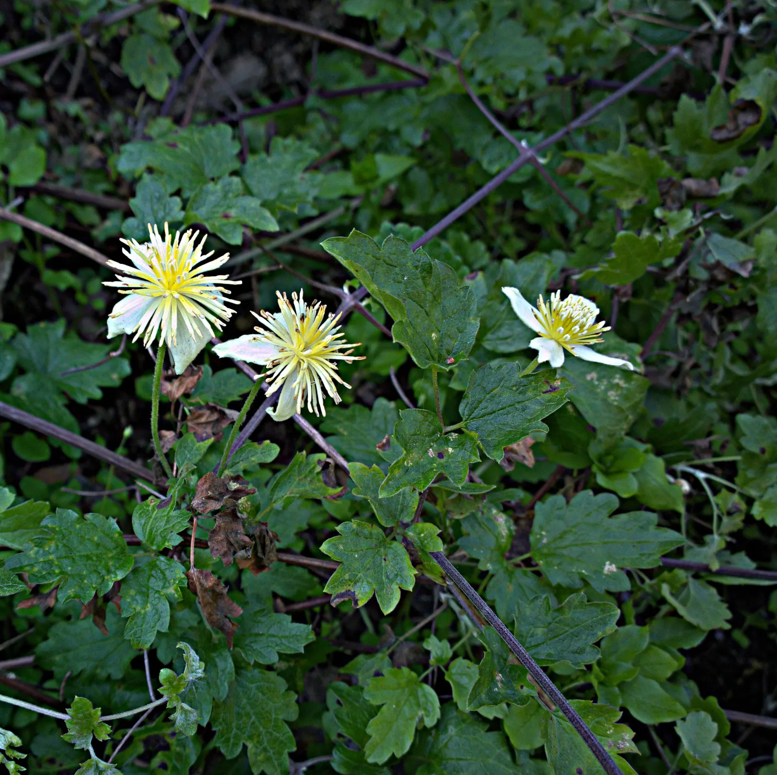 Pipestem Clematis (Clematis Lasiantha) — it flaunts showy cream-colored