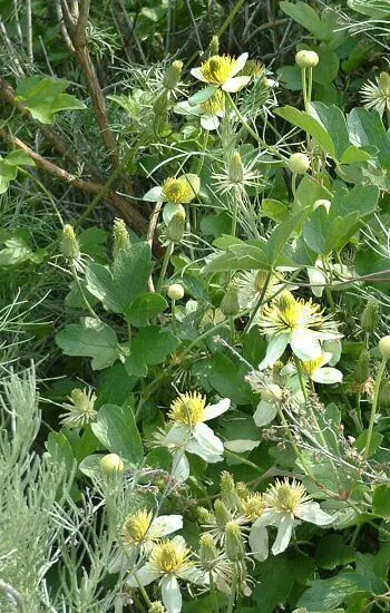 Pipestem Clematis (Clematis Lasiantha) — native to California's chaparral regions