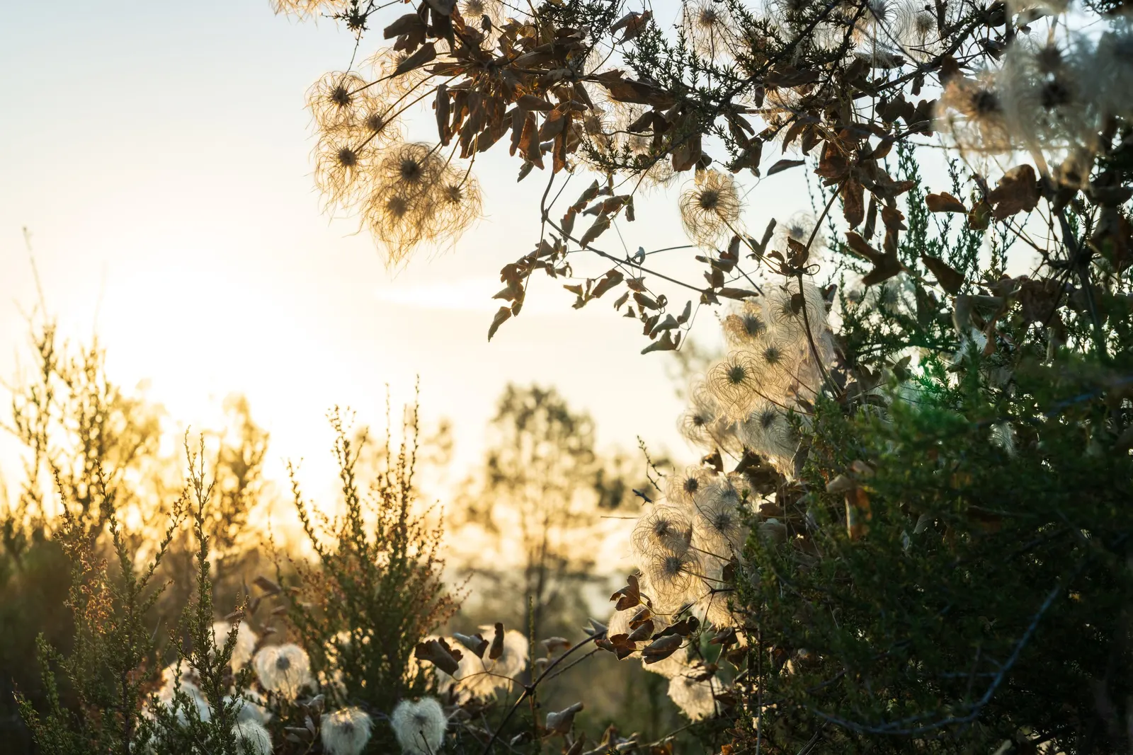 Pipestem Clematis (Clematis Lasiantha) — making it ideal for trellises or fences