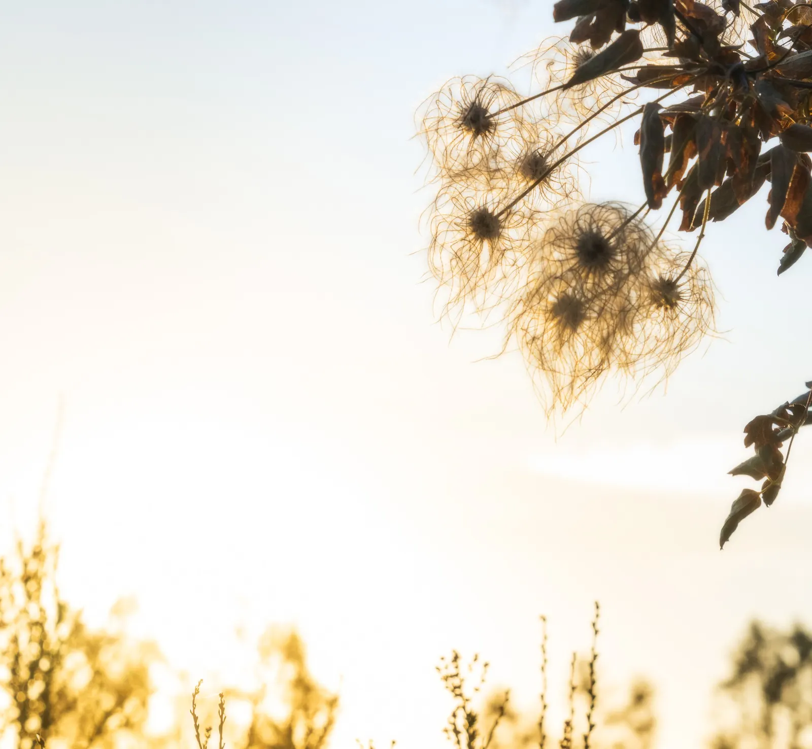 Pipestem Clematis (Clematis Lasiantha) — providing a delicate backdrop for landscape designs