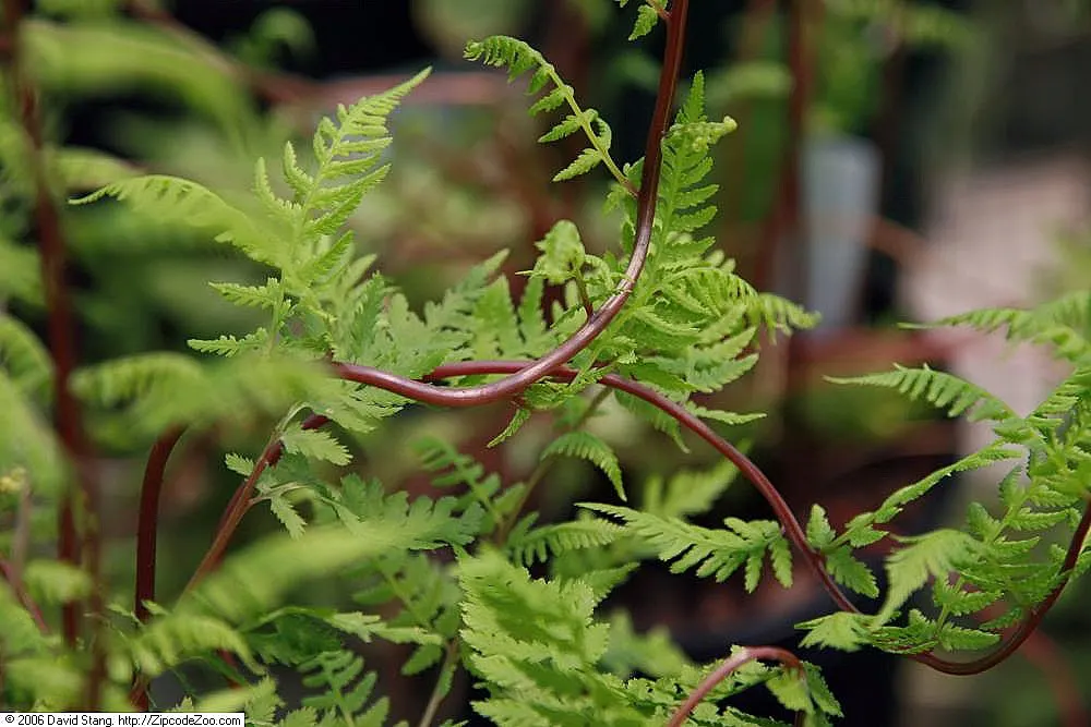 Lady In Red Lady Fern (Athyrium Filix-Femina 'Lady In Red') — lacy green fronds with striking red stems