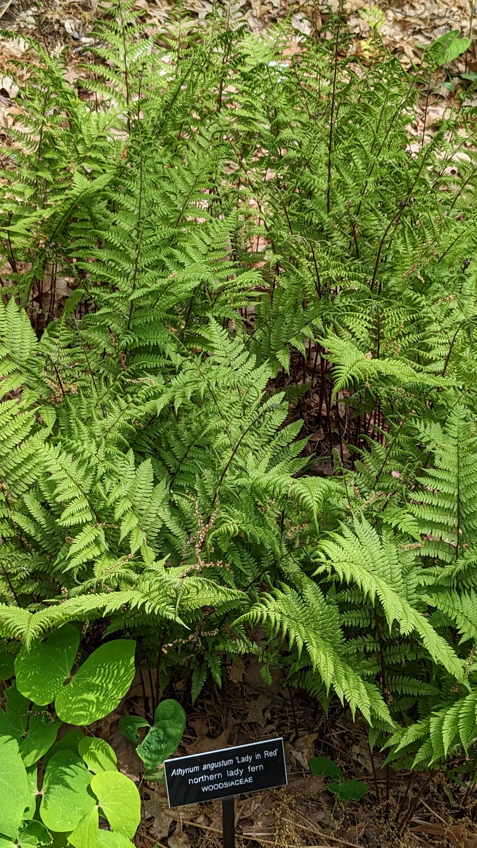 Lady In Red Lady Fern (Athyrium Filix-Femina 'Lady In Red') — The 'Lady in Red' Lady Fern (Athyrium filix-femina 'Lady in Red') is a captivating perennial