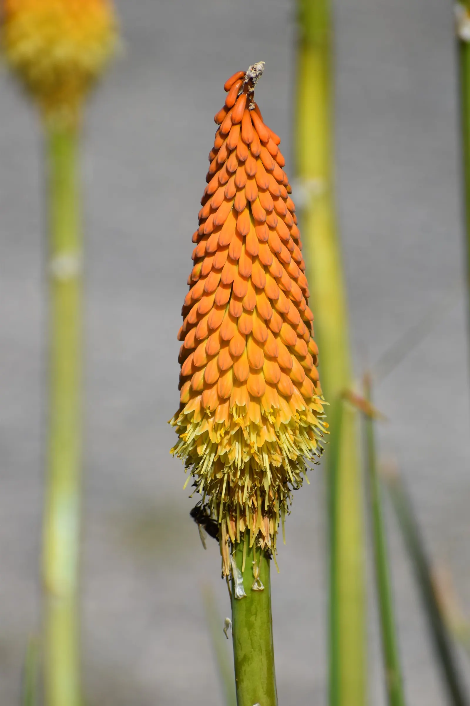 Red-Hot-Poker, Torch Lily (Kniphofia Thompsoni) — Thriving in USDA zones 5-9, it reaches 3-5 ft in height with a spread of 1.5-2.5 ft