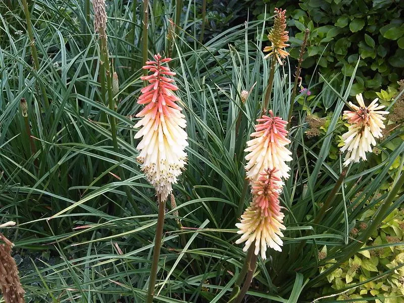 Red-Hot-Poker, Torch Lily (Kniphofia Thompsoni) — is a striking perennial with upright spikes of tubular flowers transitioning from red to yellow