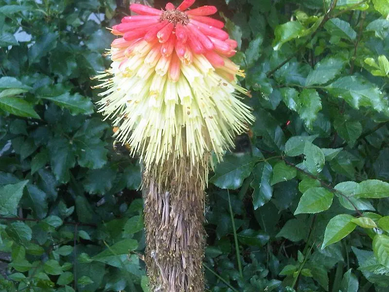 Red-Hot-Poker, Torch Lily (Kniphofia Thompsoni) — commonly known as Red-Hot-Poker or Torch Lily