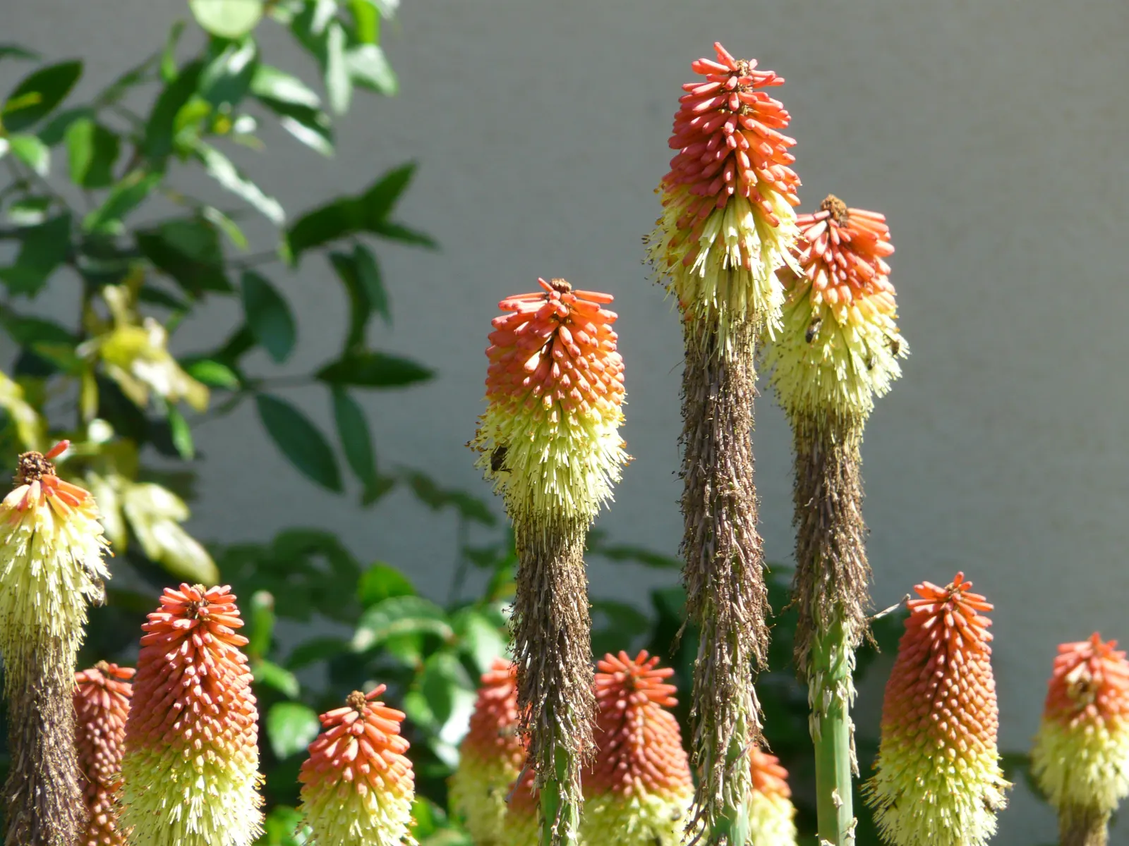Red-Hot-Poker, Torch Lily (Kniphofia Thompsoni) — Drought-resistant once established