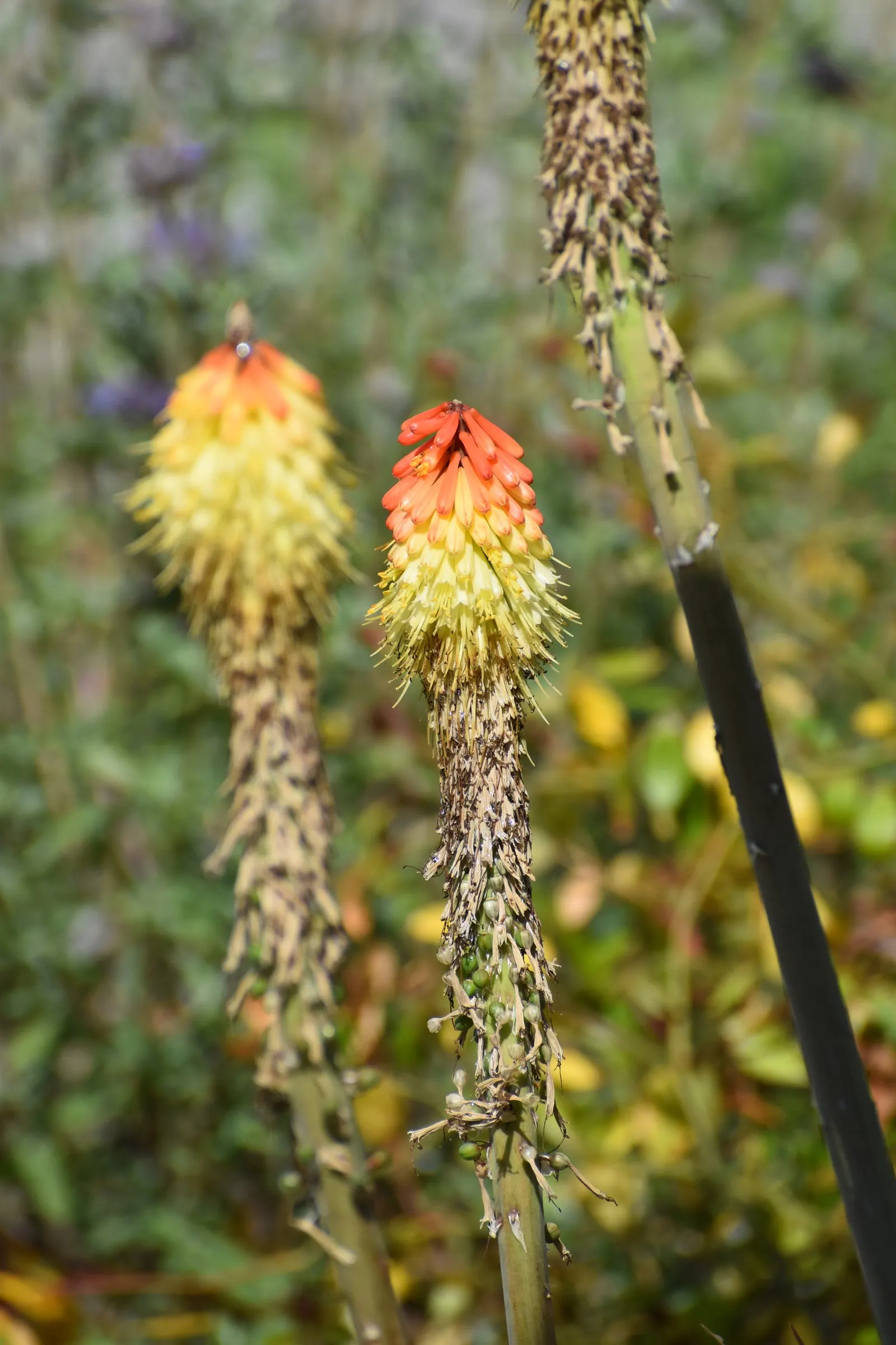 Red-Hot-Poker, Torch Lily (Kniphofia Thompsoni) — Prefers full sun and well-draining soil