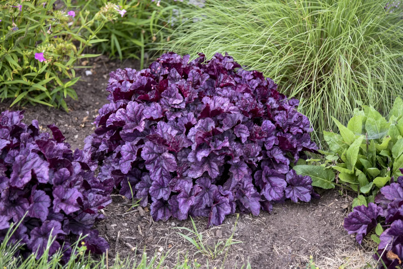 'Wildberry' Coral Bells (Heuchera hybrid) — Dark stems hold rosy pink calyxes and white flowers on Dolce Wildberry Coral Bells., image 83