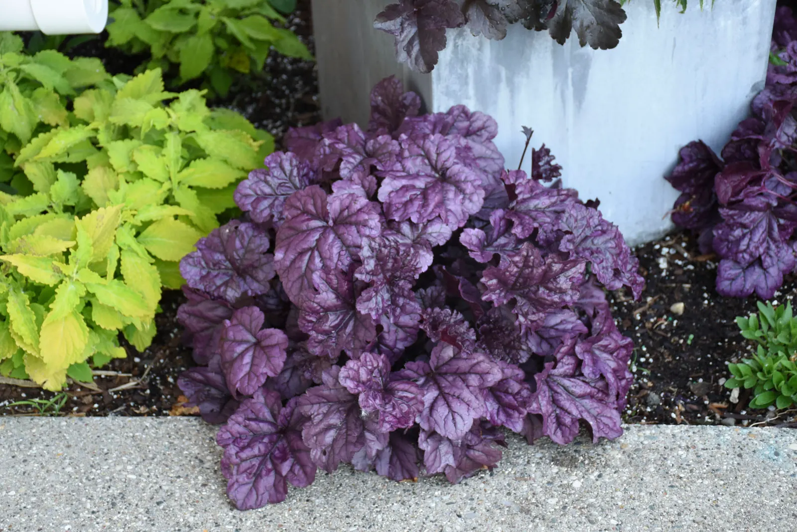 'Wildberry' Coral Bells (Heuchera hybrid) — These purple coral bells are salt tolerant