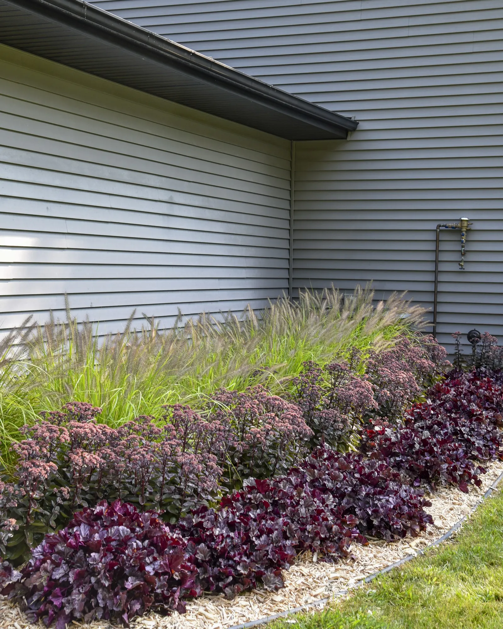 'Back in Black' Stonecrop (Sedum hybrid) — Part of the Proven Winners® collection