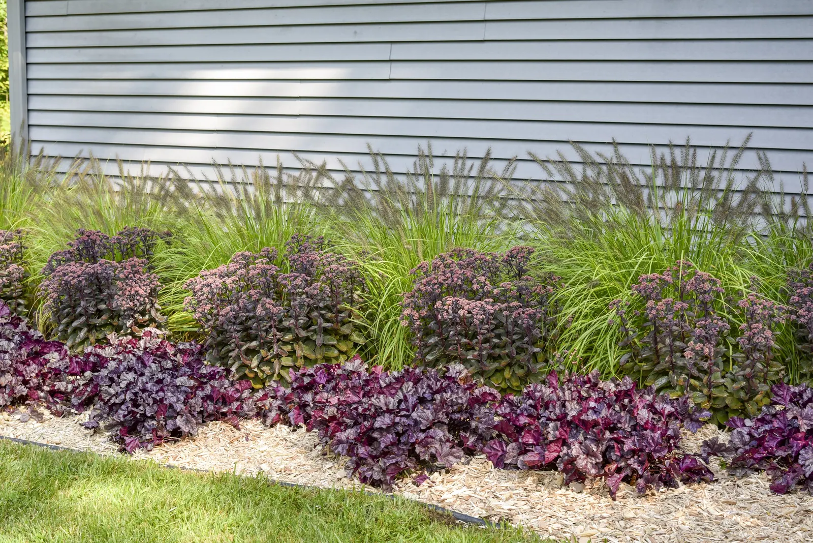'Lemon Squeeze' Fountain Grass (Pennisetum alopecuroides) — well-drained soil and full sun; ‘Lemon Squeeze’ behaves like other Fountain Grass but boasts