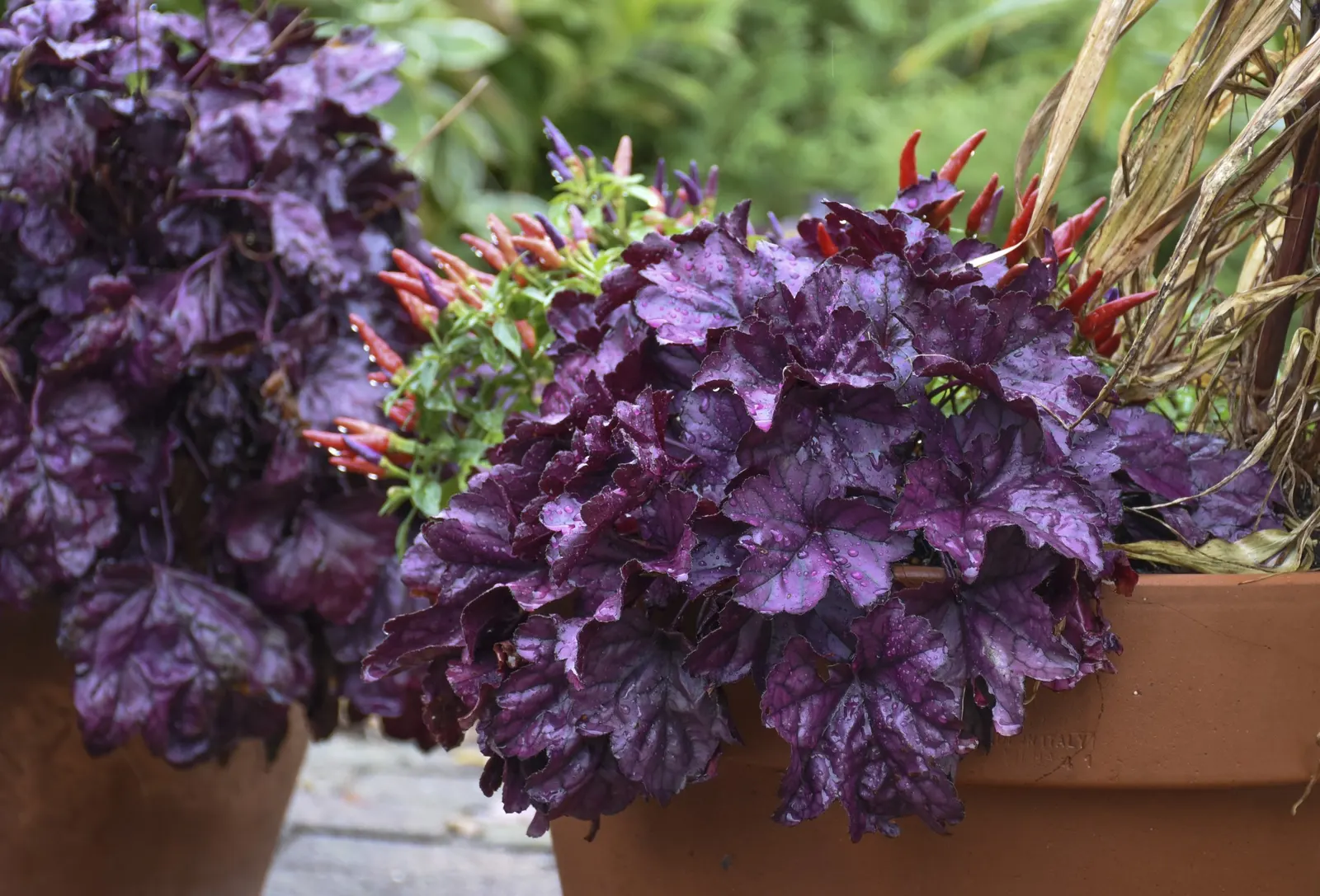 'Wildberry' Coral Bells (Heuchera hybrid) — Dolce Wildberry Coral Bells feature large, scalloped, incredibly glossy leaves that are a bold shade of purple