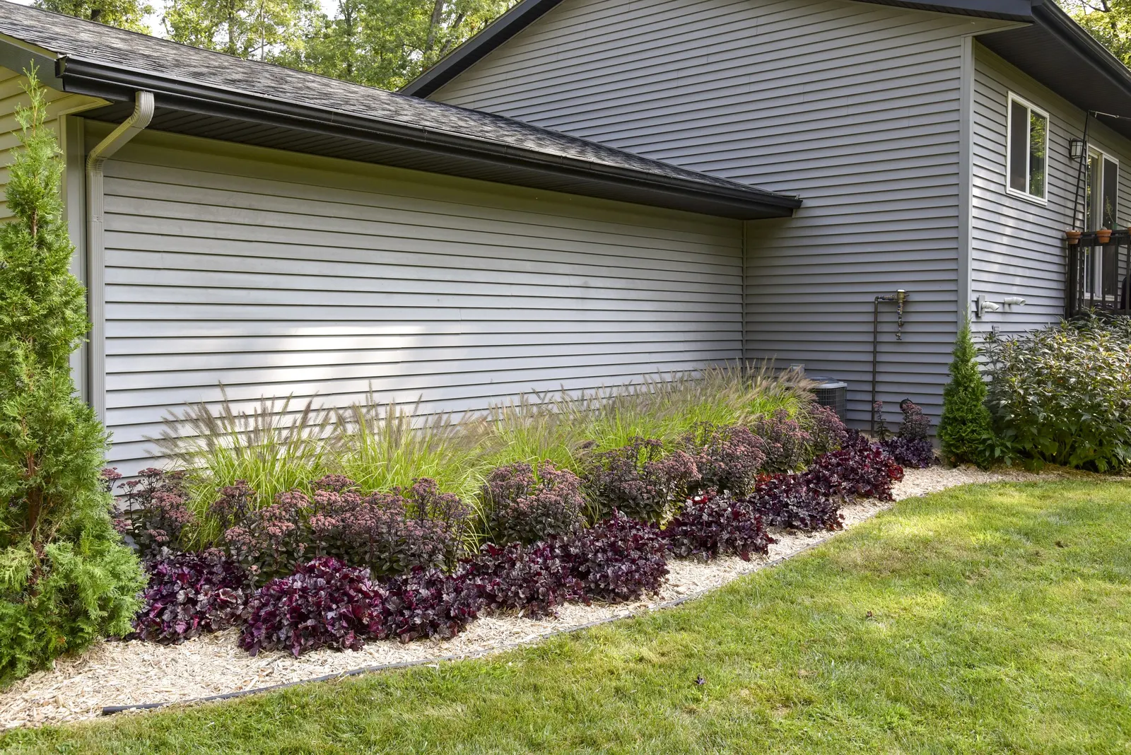 'Lemon Squeeze' Fountain Grass (Pennisetum alopecuroides) — Leave foliage standing through winter if desired, but cut back before new growth, image 17