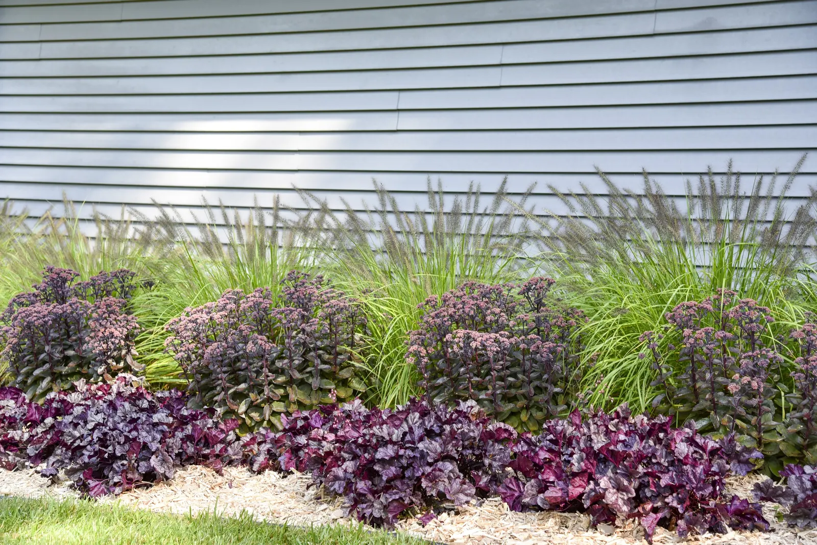 'Lemon Squeeze' Fountain Grass (Pennisetum alopecuroides) — One of the best for vigor that we’ve seen in gold-leafed Pennisetum with absolutely no, image 31