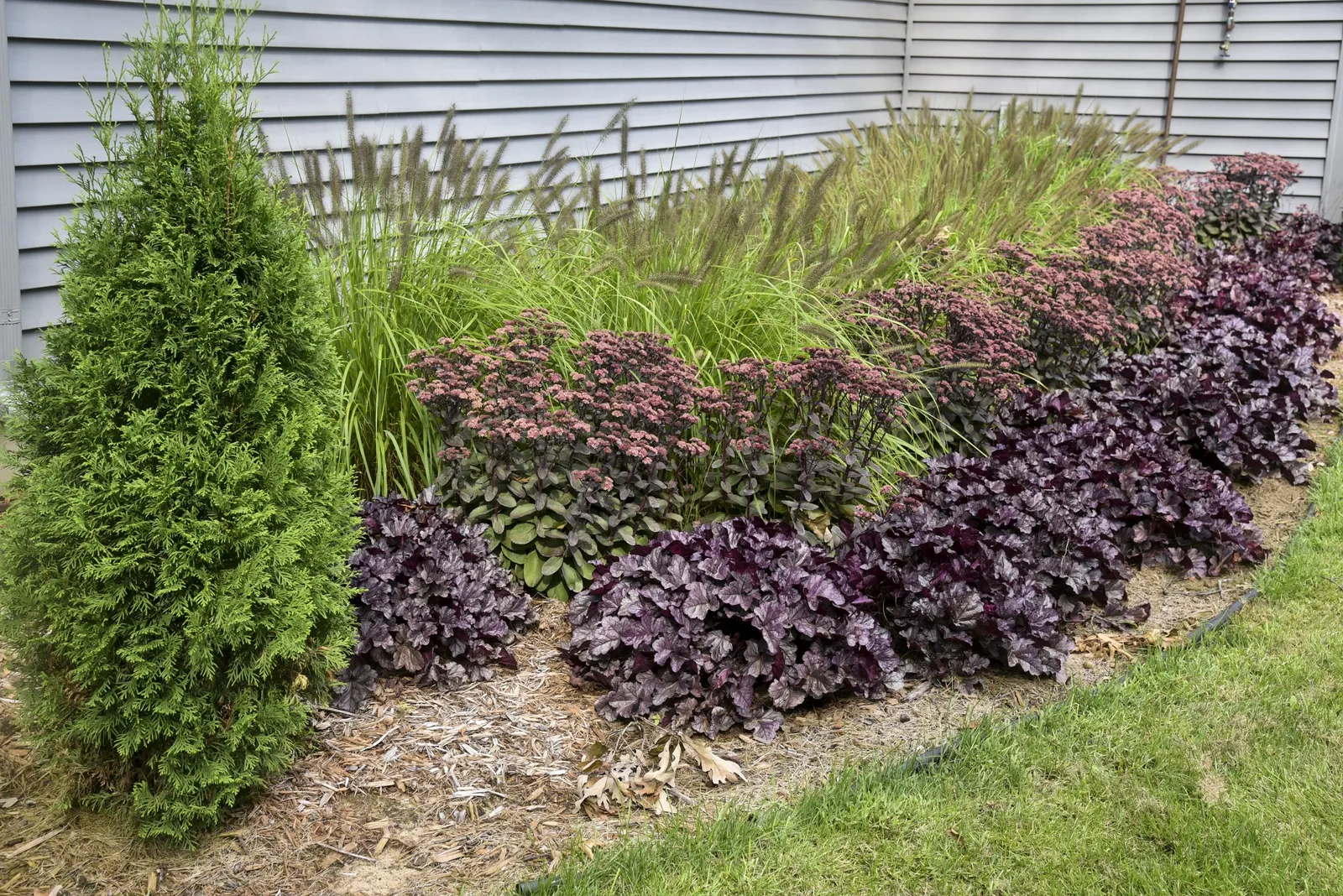 'Lemon Squeeze' Fountain Grass (Pennisetum alopecuroides) — well-drained soil and full sun; ‘Lemon Squeeze’ behaves like other Fountain Grass but, image 33