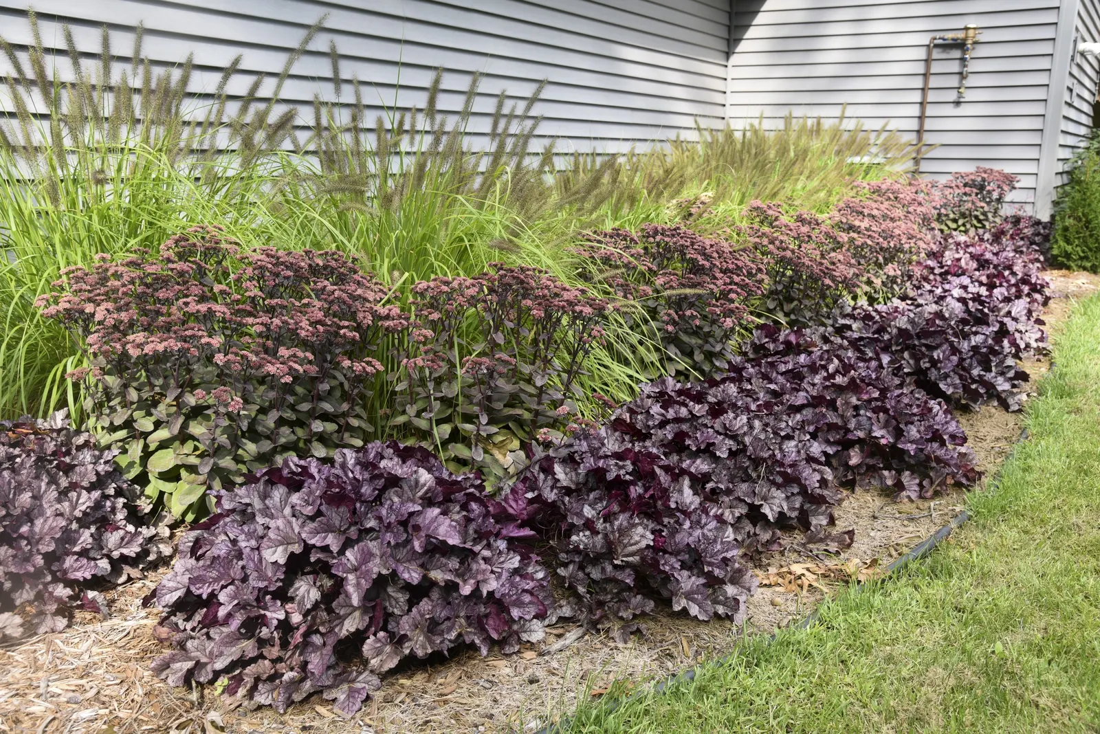 'Lemon Squeeze' Fountain Grass (Pennisetum alopecuroides) — A brilliantly colored ornamental grass that’s perfect for contrast in your sun garden, image 20