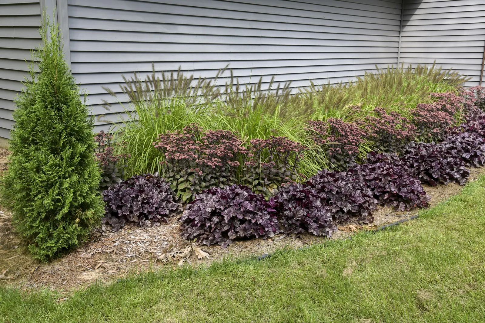 'Back in Black' Stonecrop (Sedum hybrid) — broad clusters of starry flowers open in a refined palette of cream petals with red centers