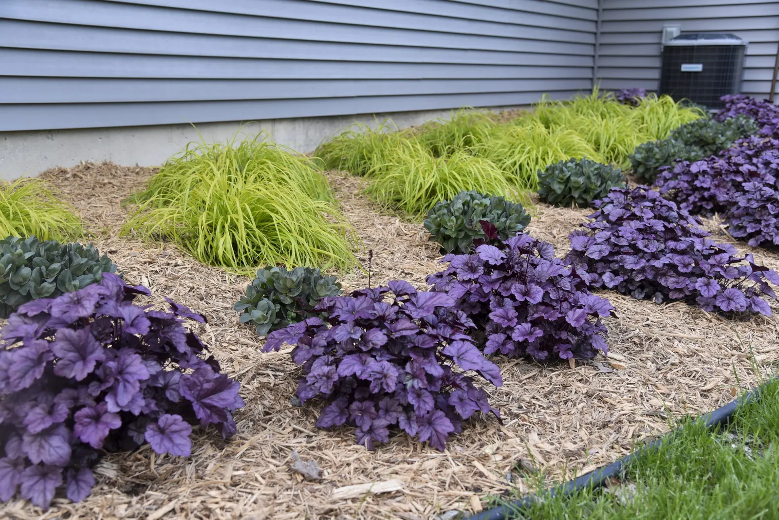 'Wildberry' Coral Bells (Heuchera hybrid) — Get a splash of purple coral bells in your garden; dolce Wildberry Coral Bells thrive in part shade but, image 80