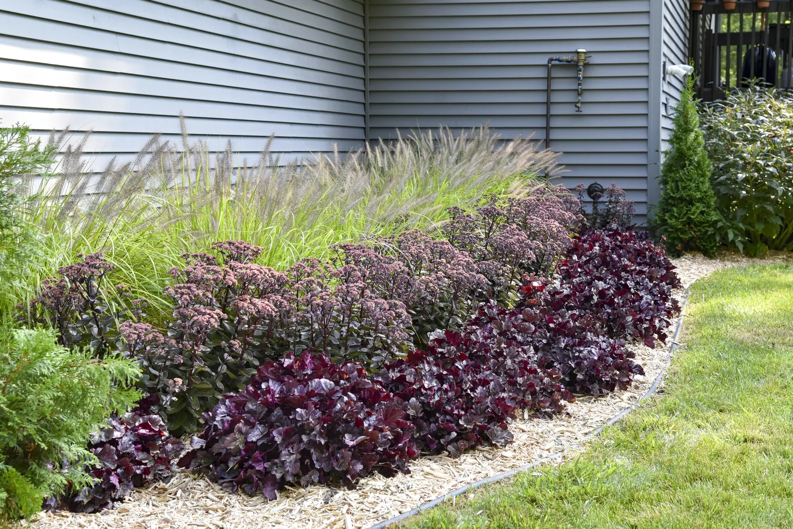 'Lemon Squeeze' Fountain Grass (Pennisetum alopecuroides) — brown and tan flowers in the garden; well-drained soil and full sun, image 27